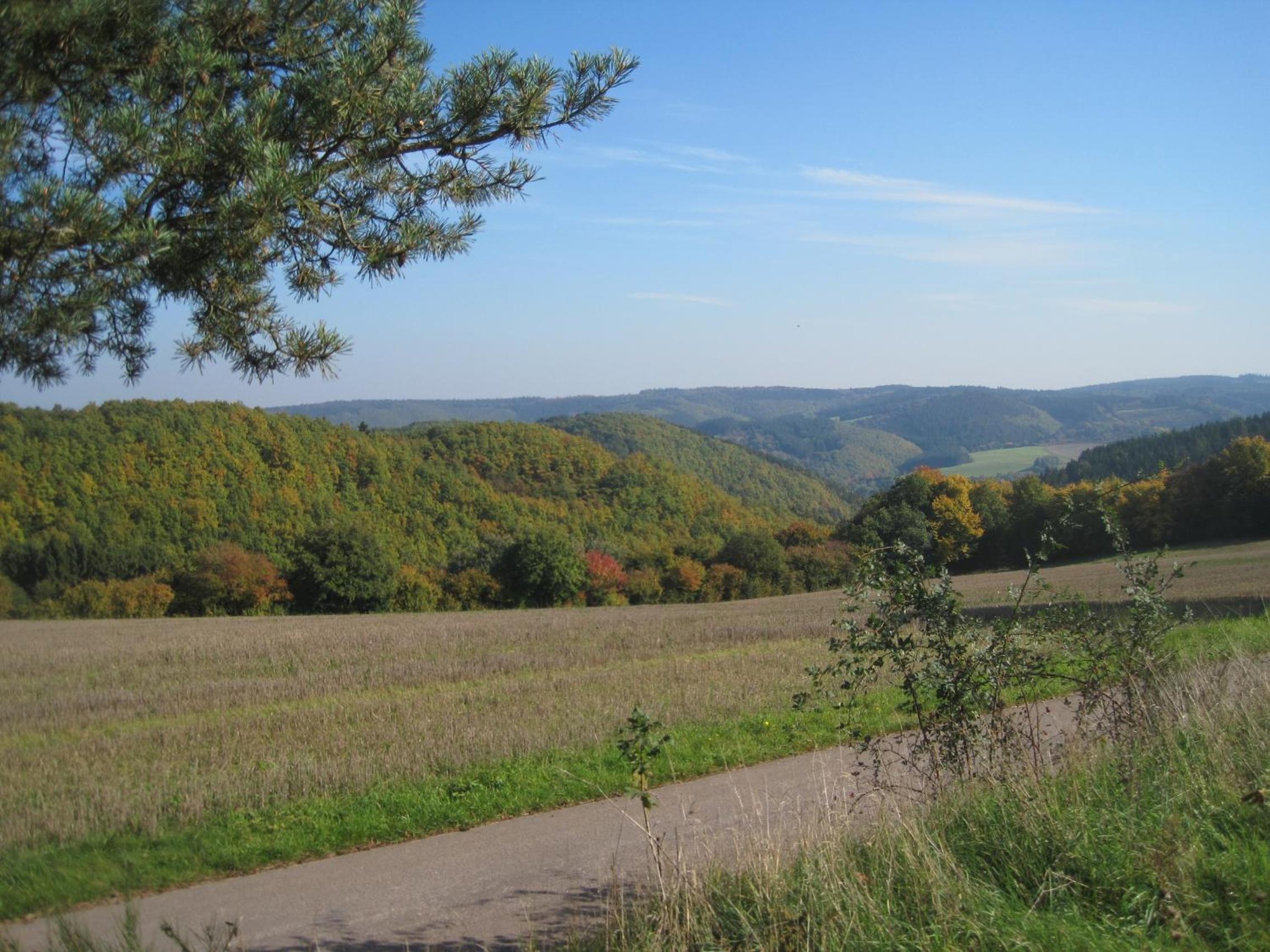 Photo 41