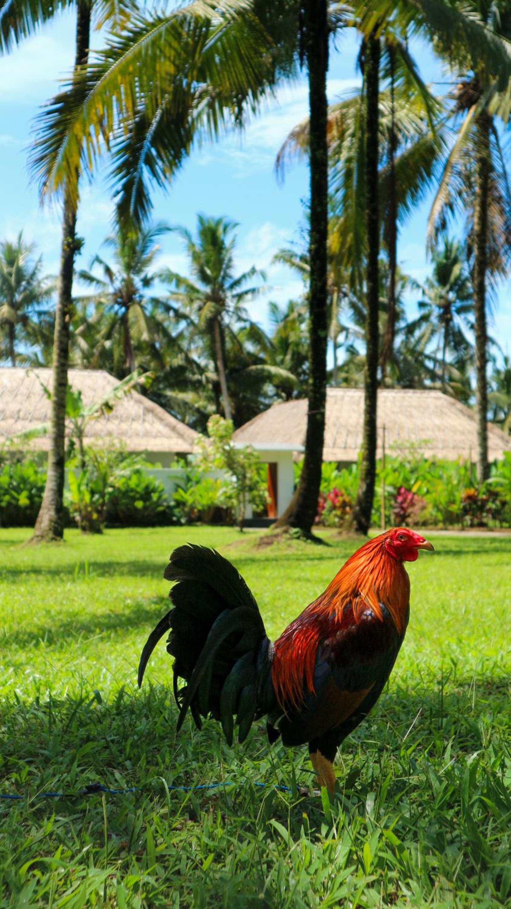 The Lanaya Villa