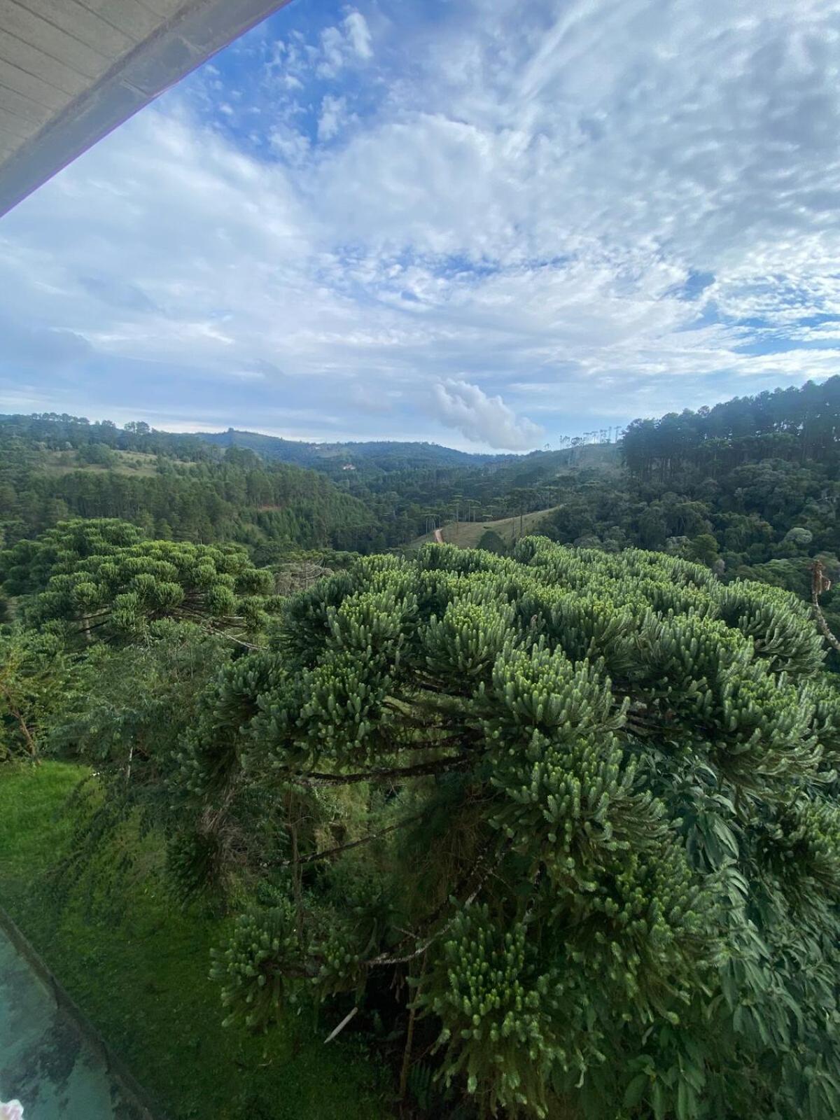 Cobertura do Bosque