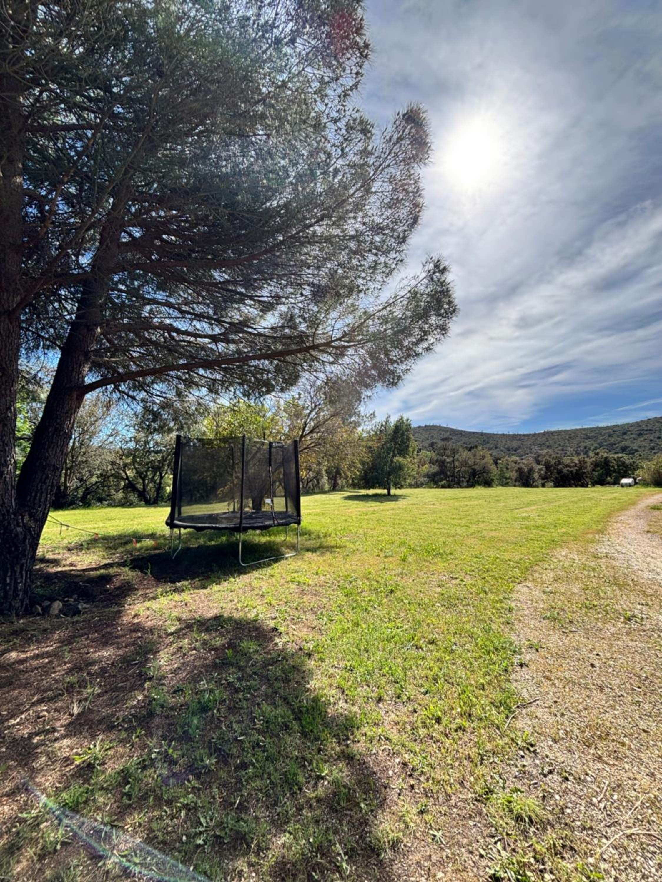 Le Pin d'Alep