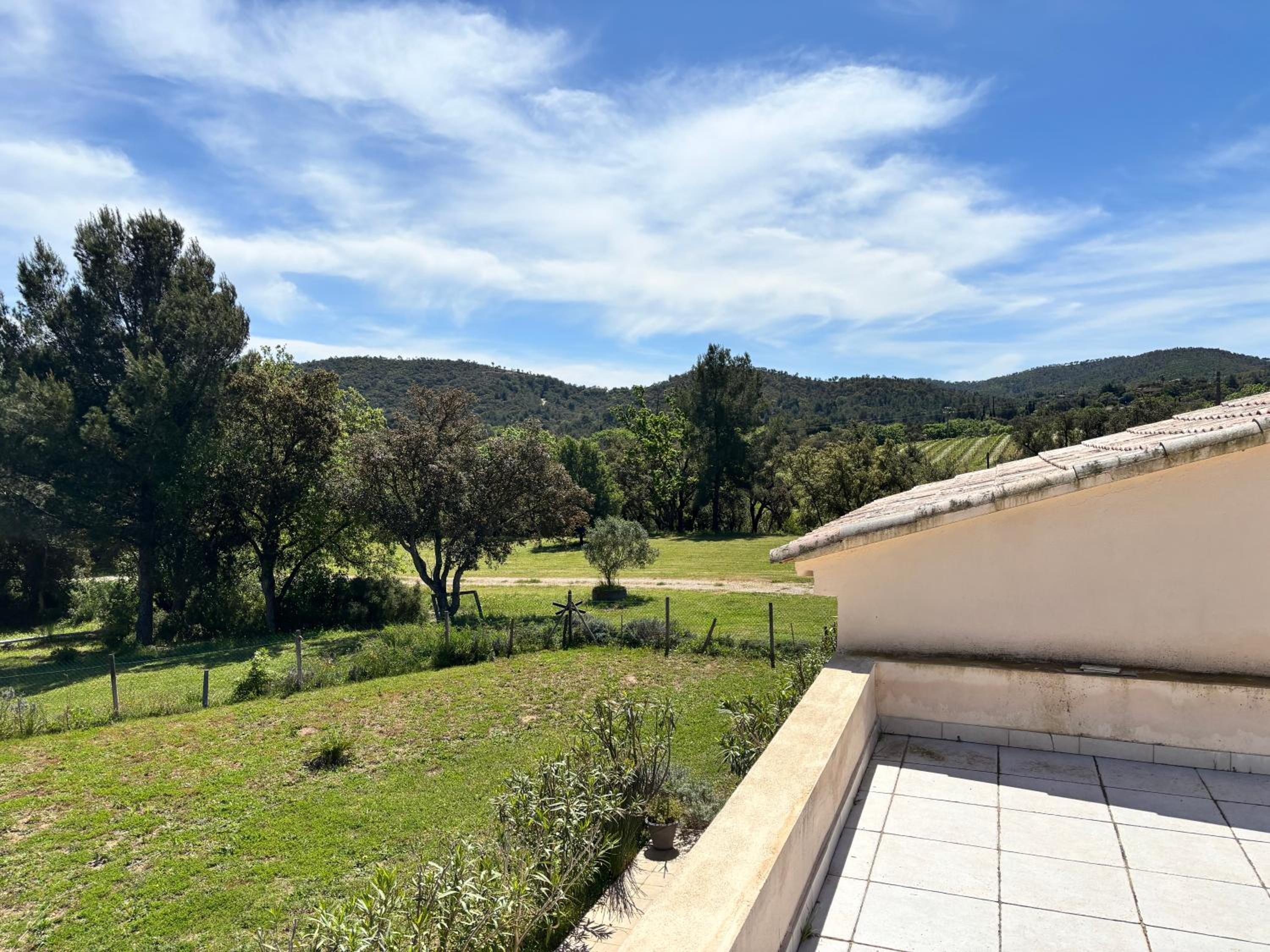 Le Pin d'Alep