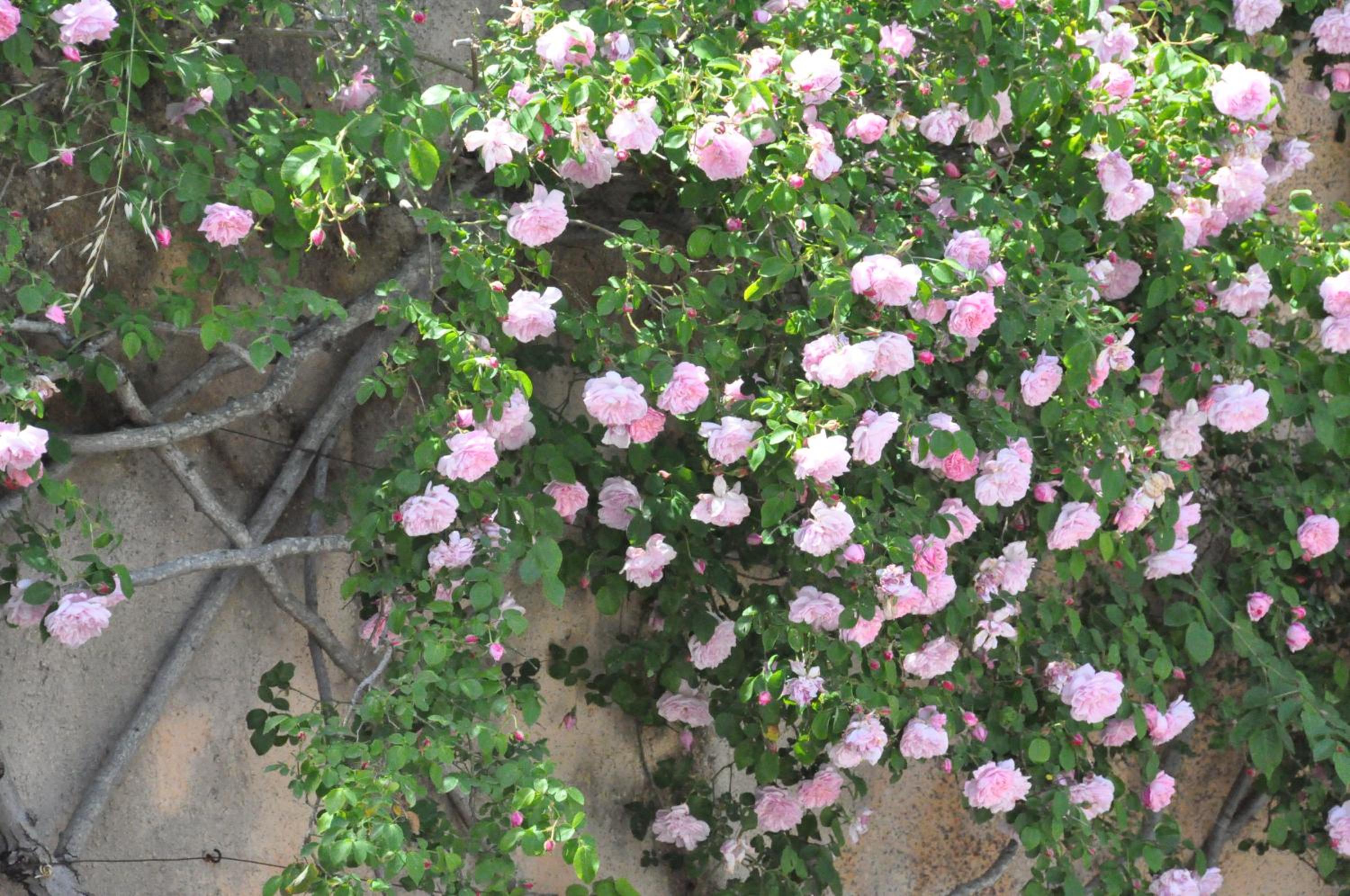 Ca Na Catalina photo 3