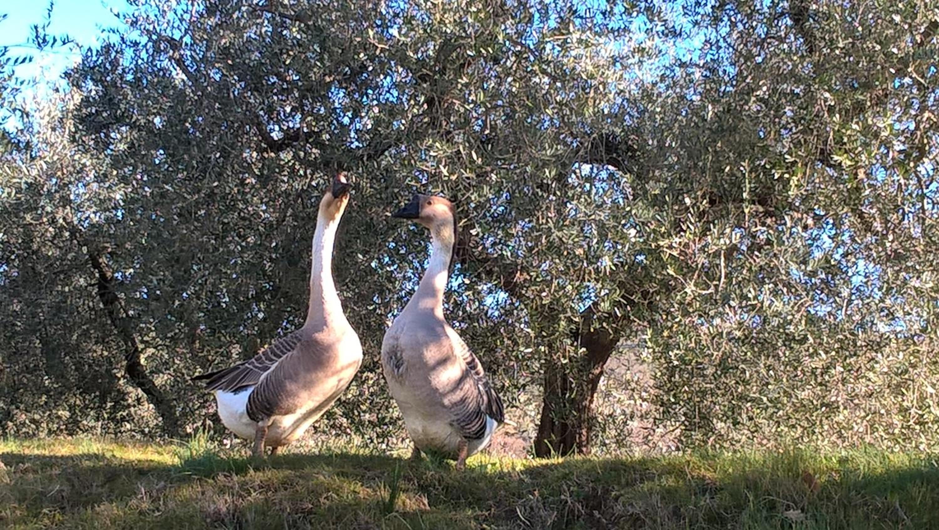 Piccolo Relais Galletto di Marzo -Dimora per due con spa privata