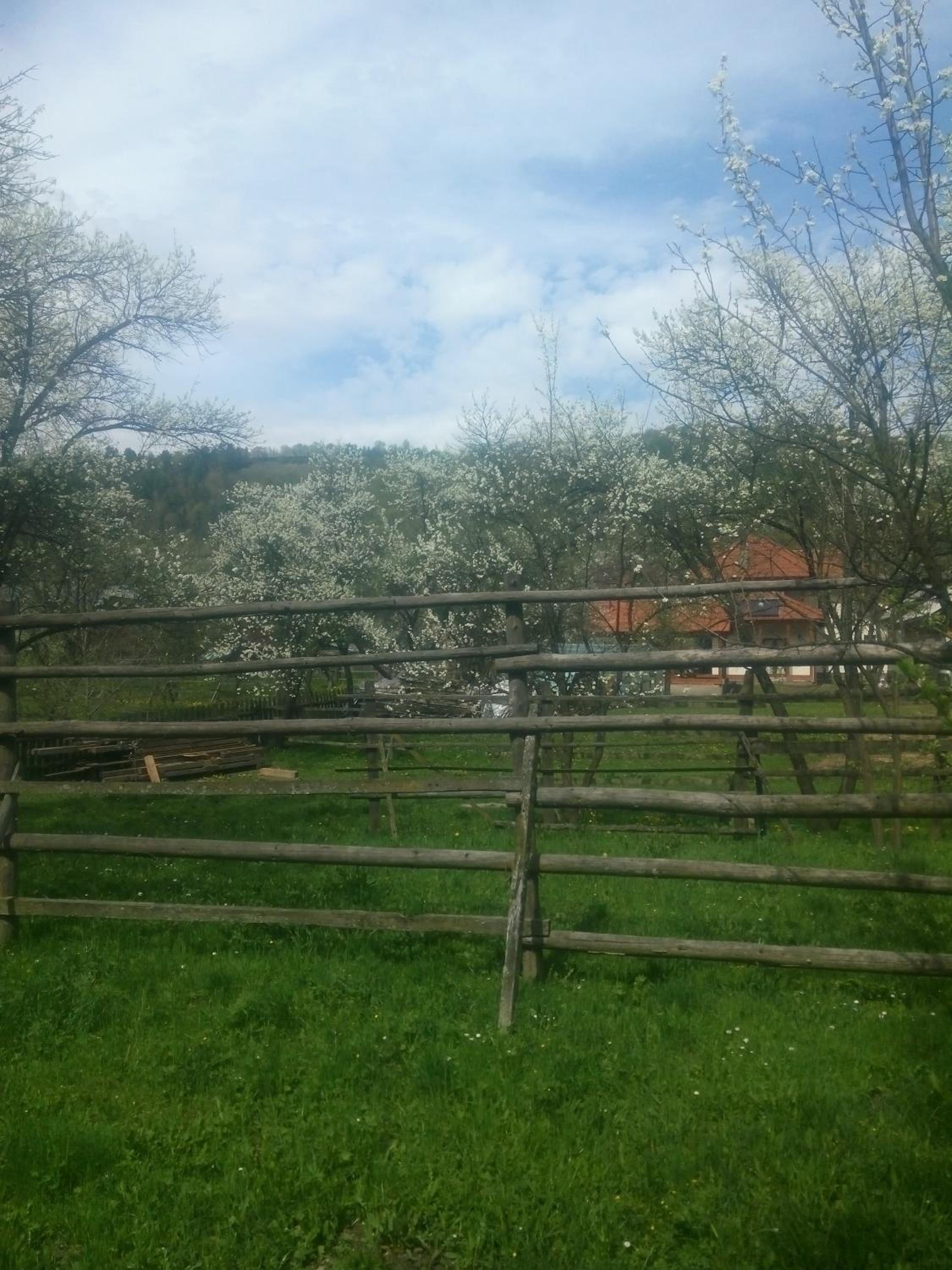 Photo 44