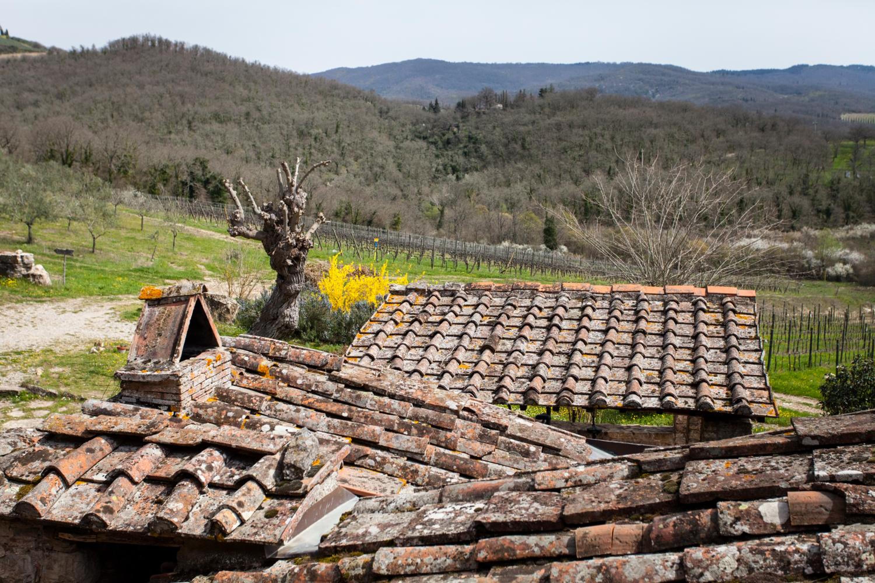 Radda in Chianti Vacations - Podere Terreno alla via della volpaia - Property Image 1