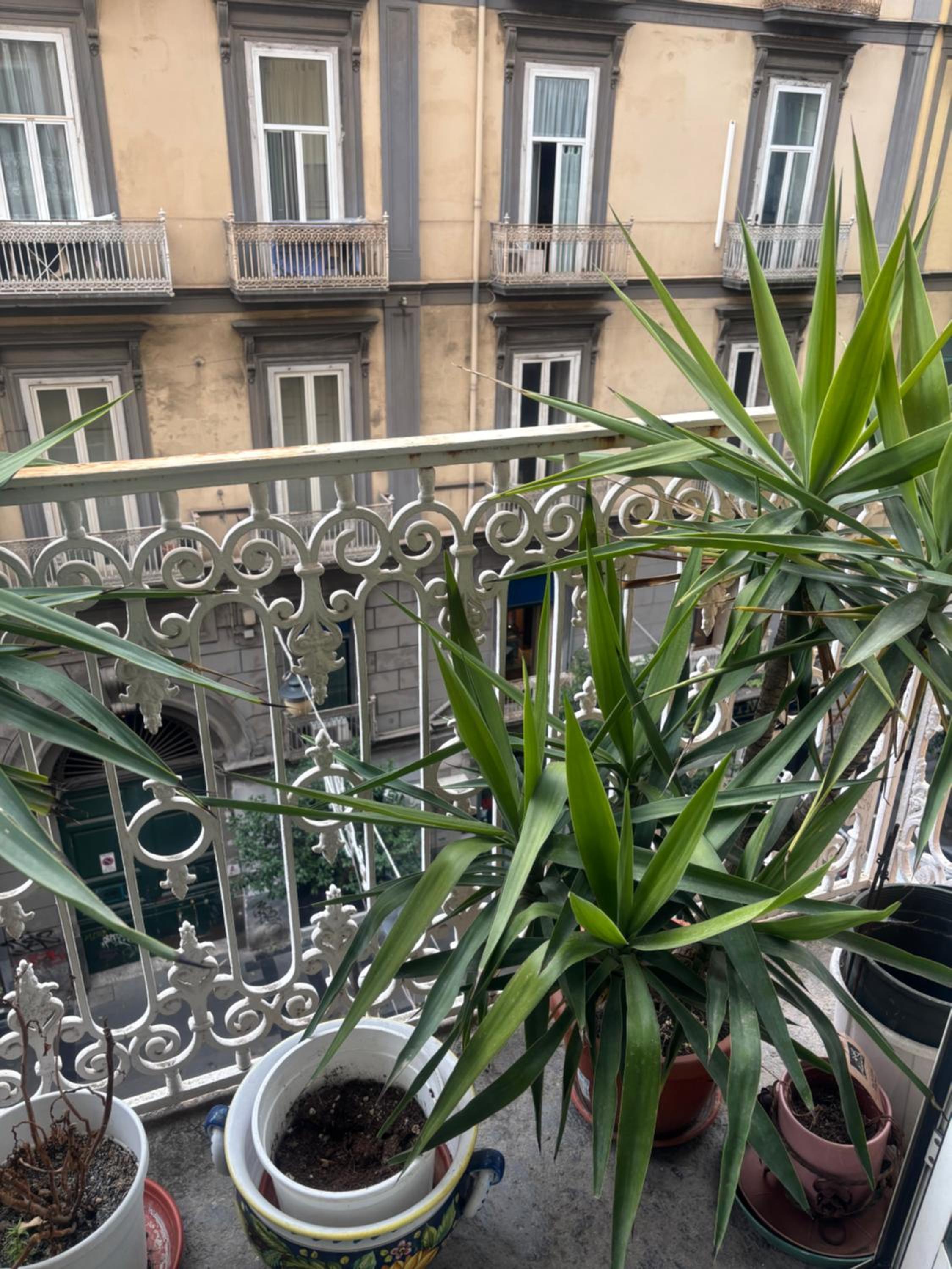 Napoli Centro Antico 77