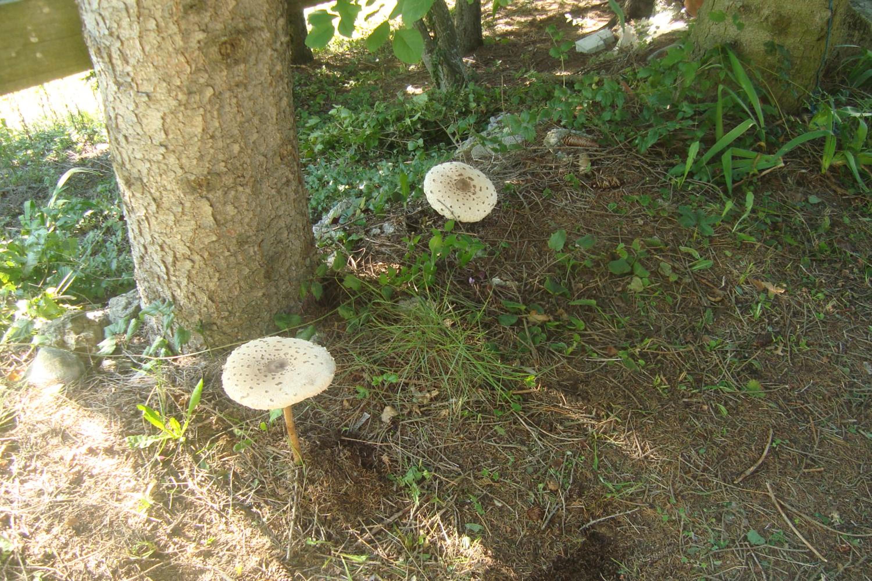 Photo 48
