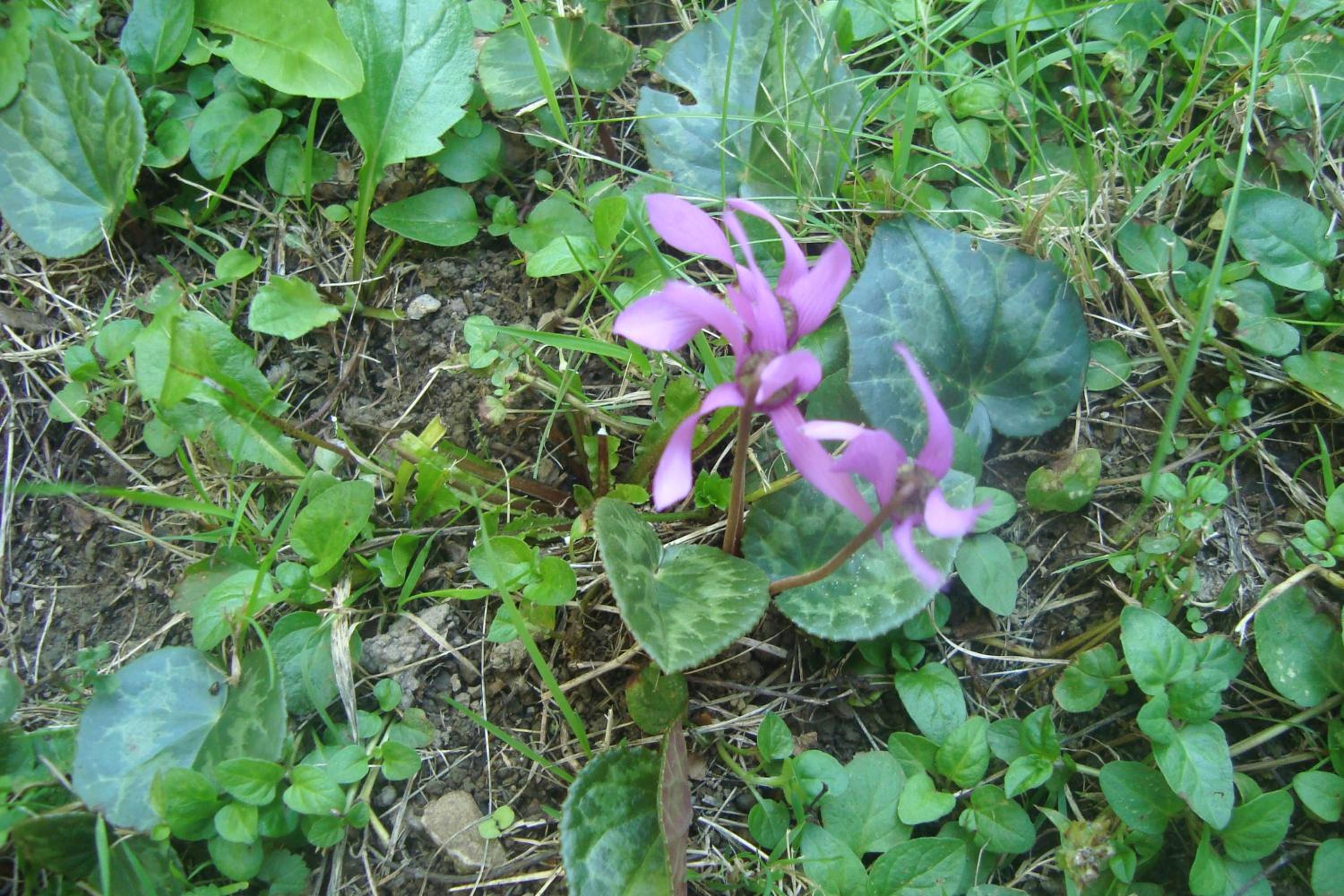 Photo 52