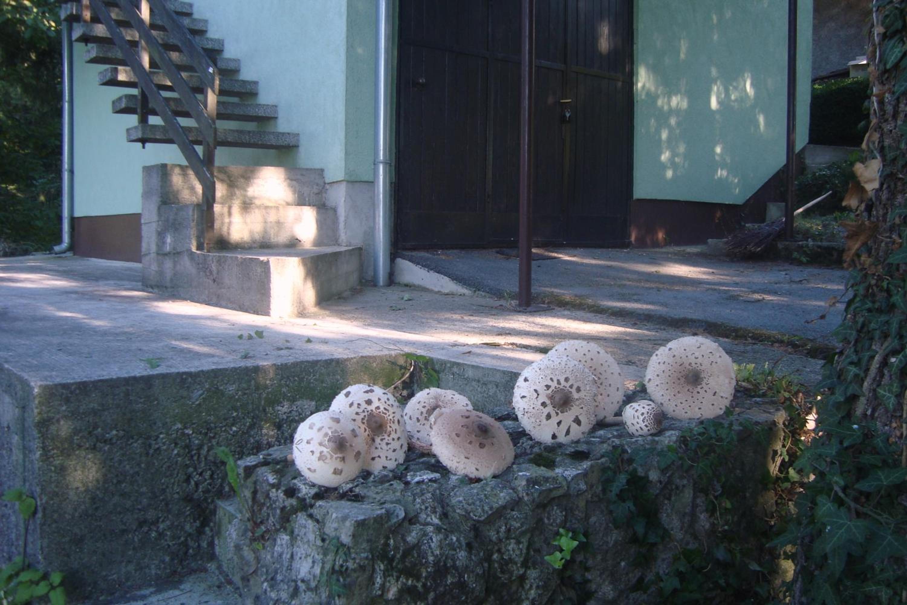 Photo 49