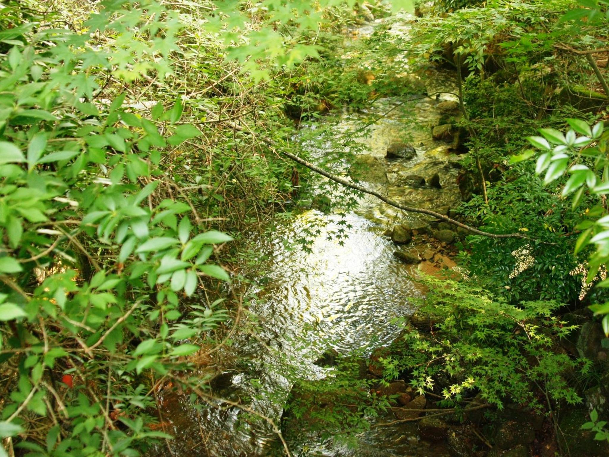 Photo 45