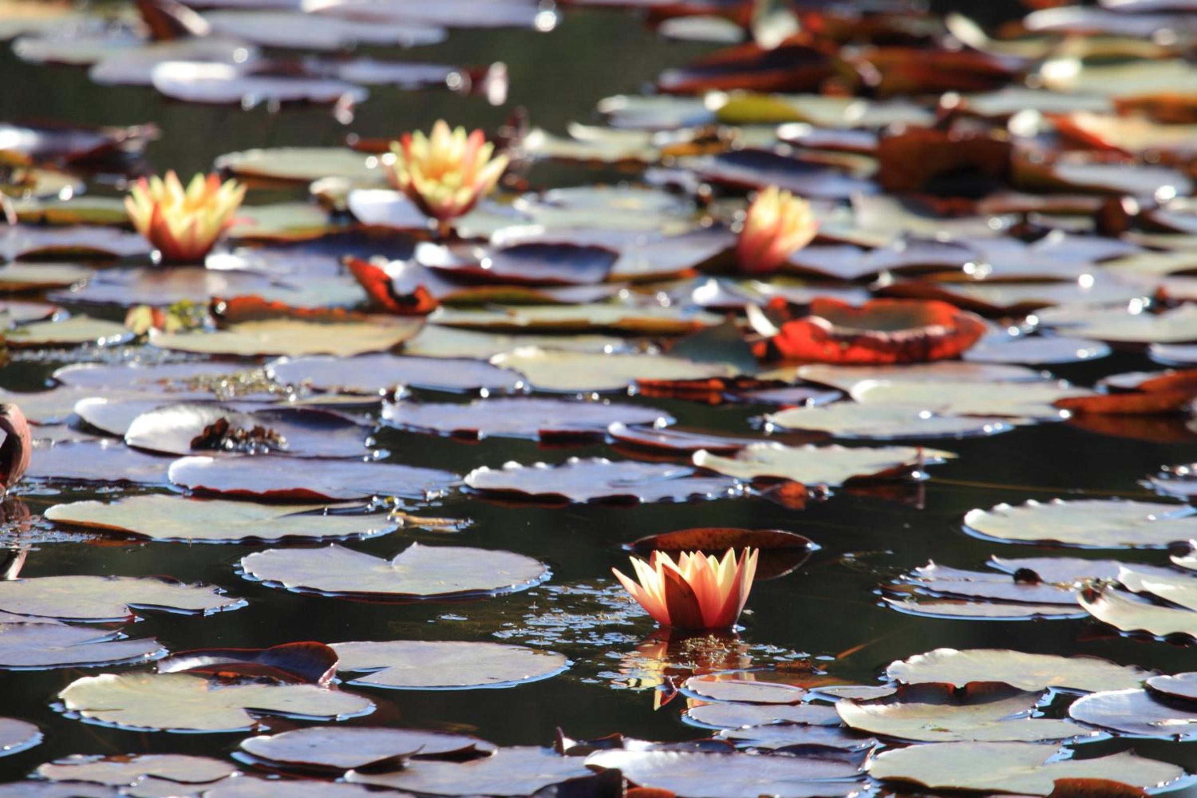 Lily Pond Country Lodge