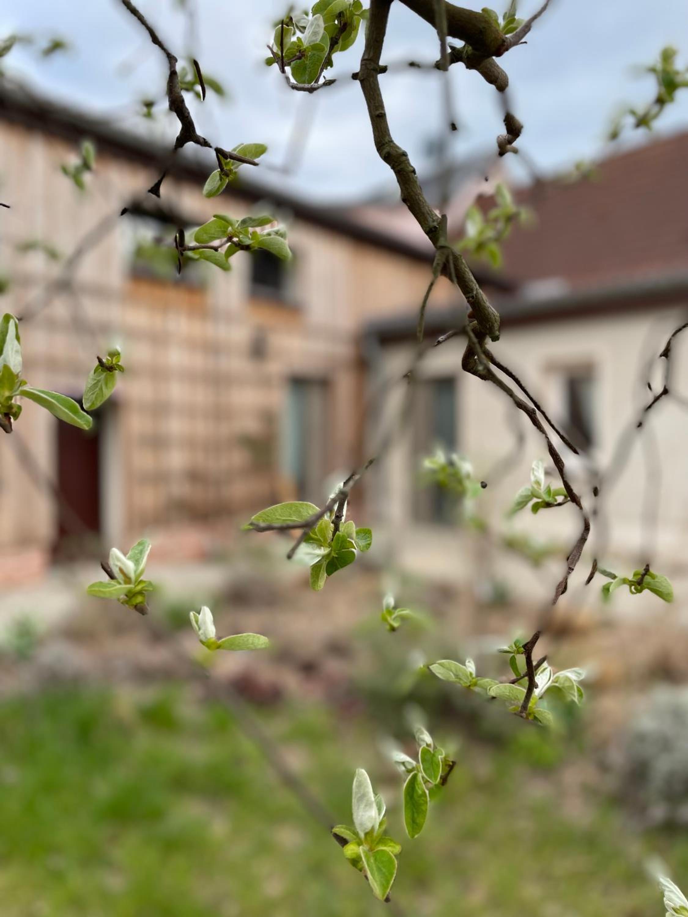 Kochstedter Wohnstuben - Wohnen mit Naturbaustoffen in der Bauhausstadt Dessau