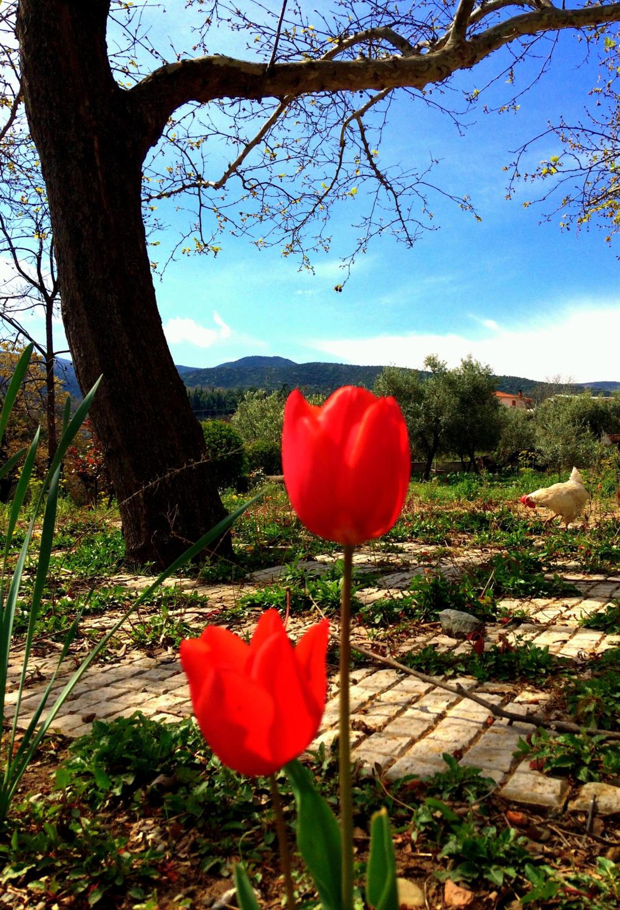 Evridiki photo 2