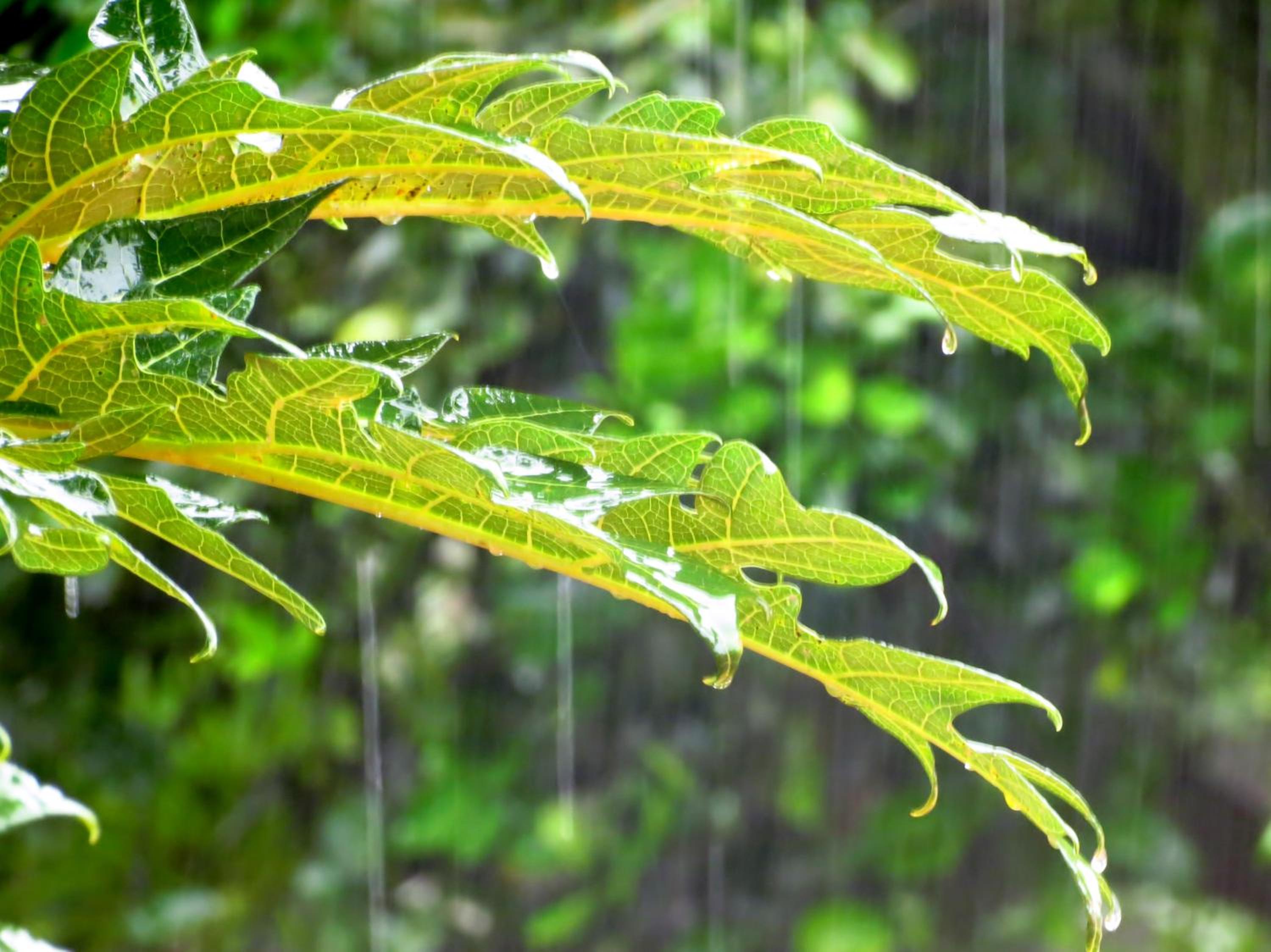 Vocaré Finca Agroecológica