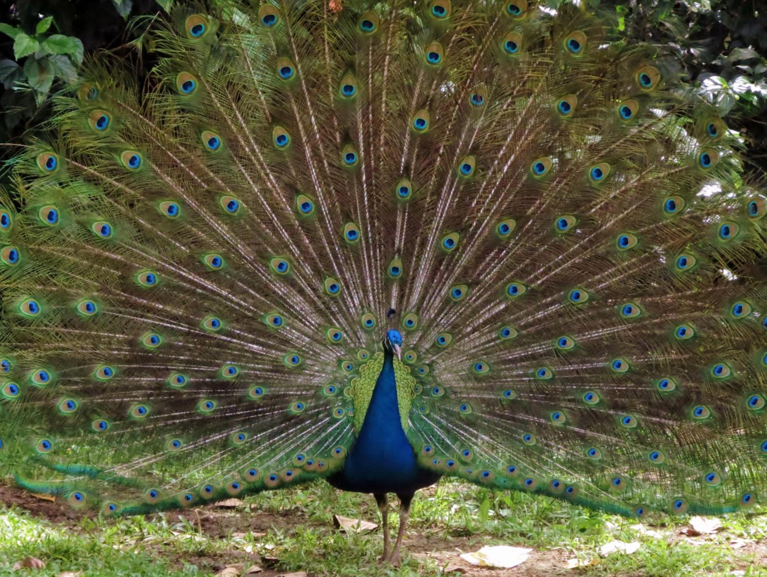 Vocaré Finca Agroecológica