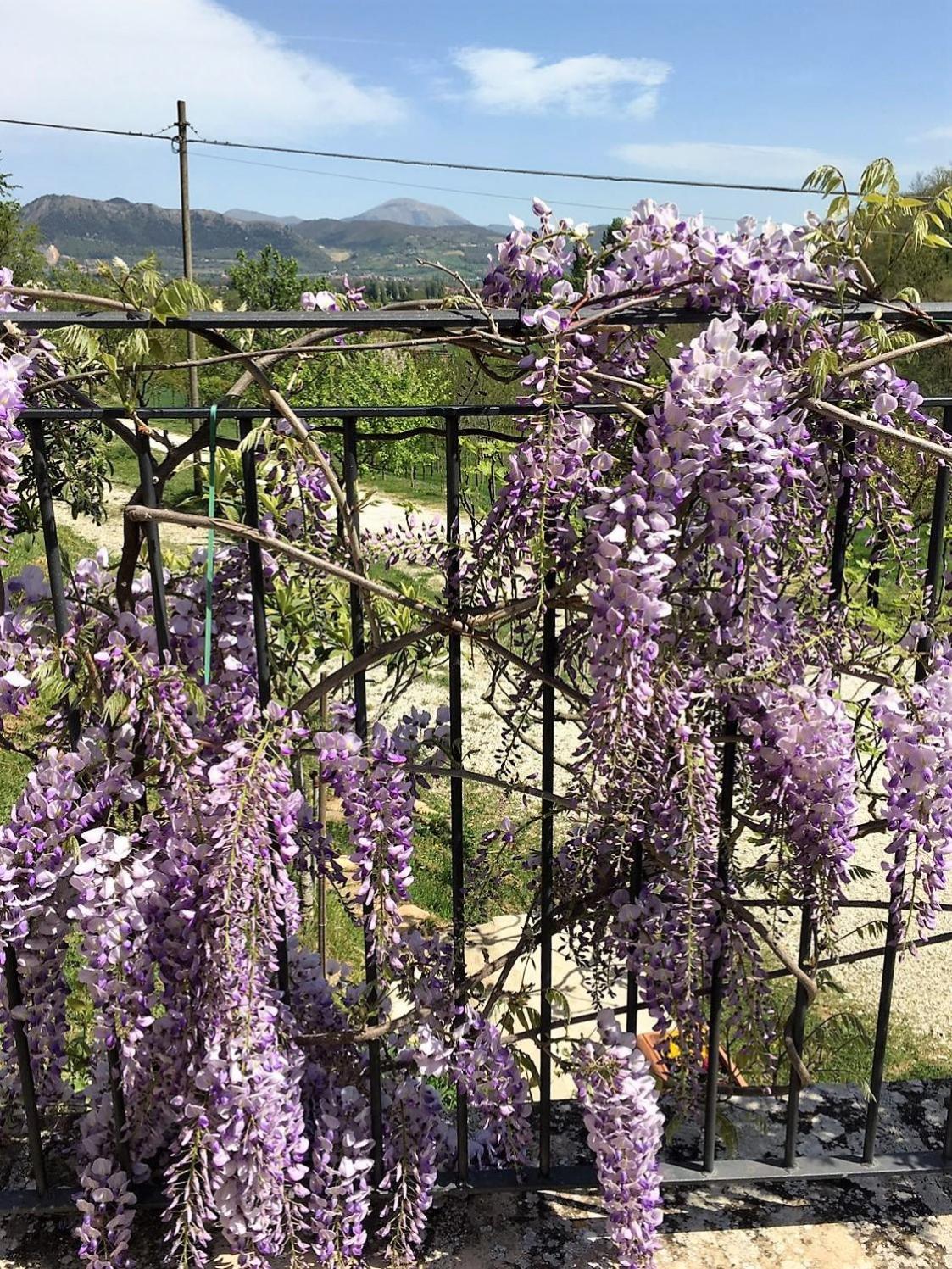 Agriturismo I Gelsi di Santa Cristina