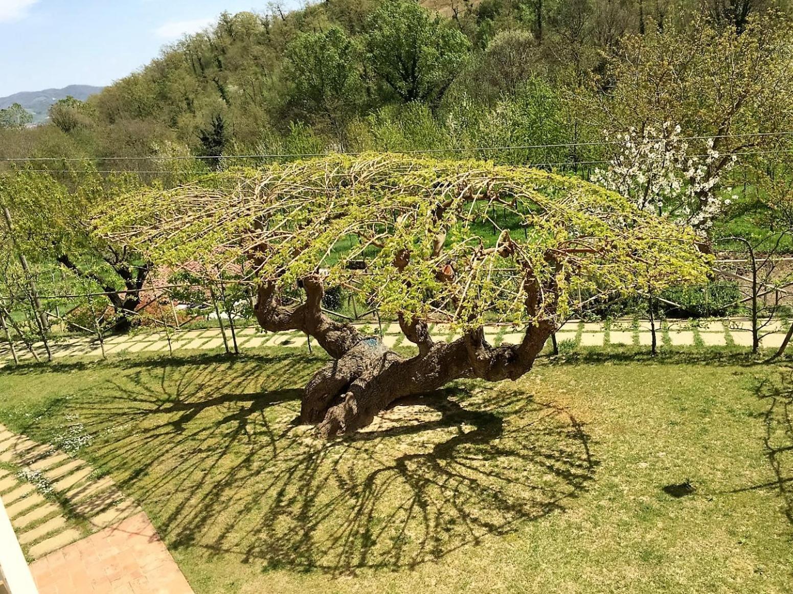 Agriturismo I Gelsi di Santa Cristina