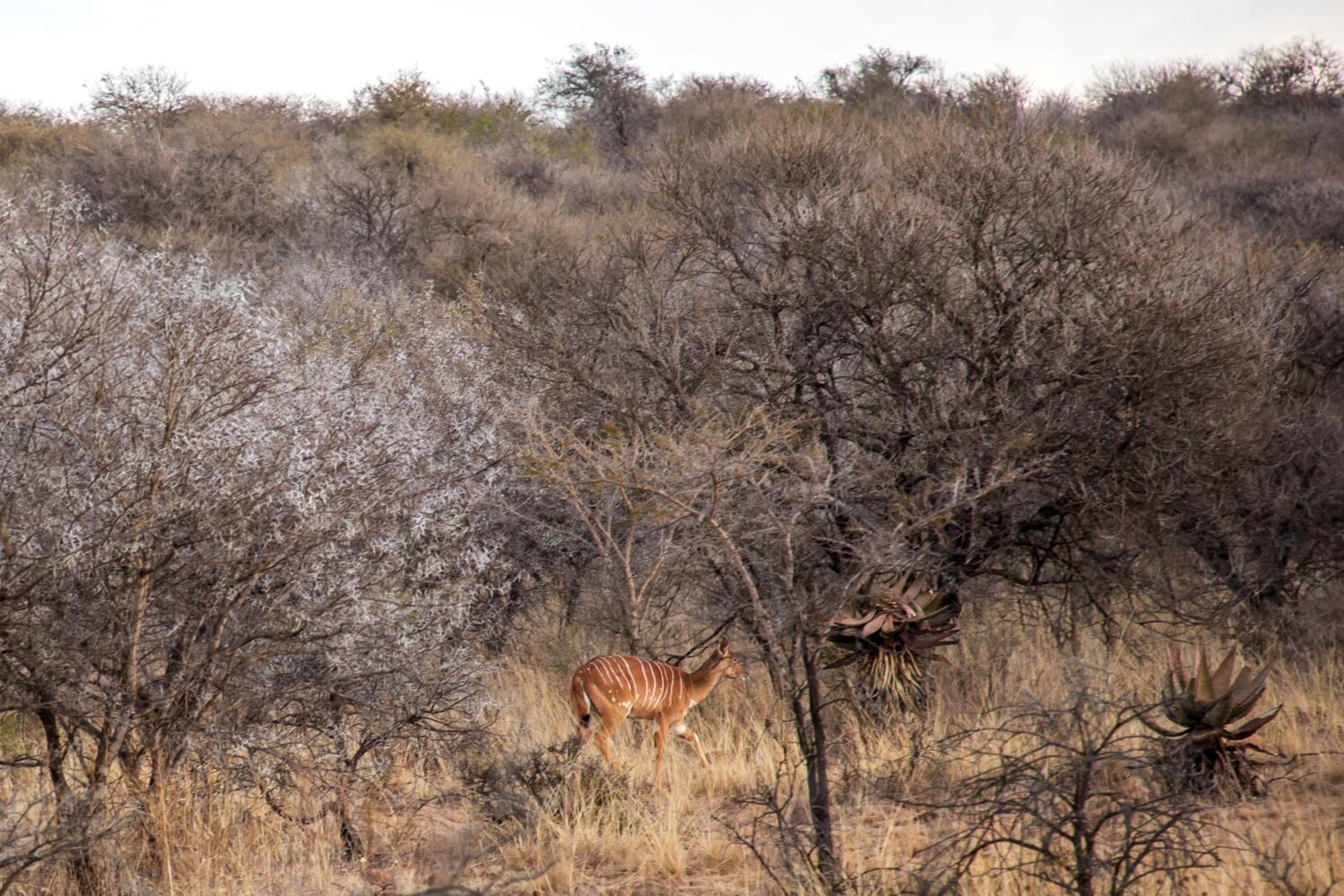 Imbabala private game lodge