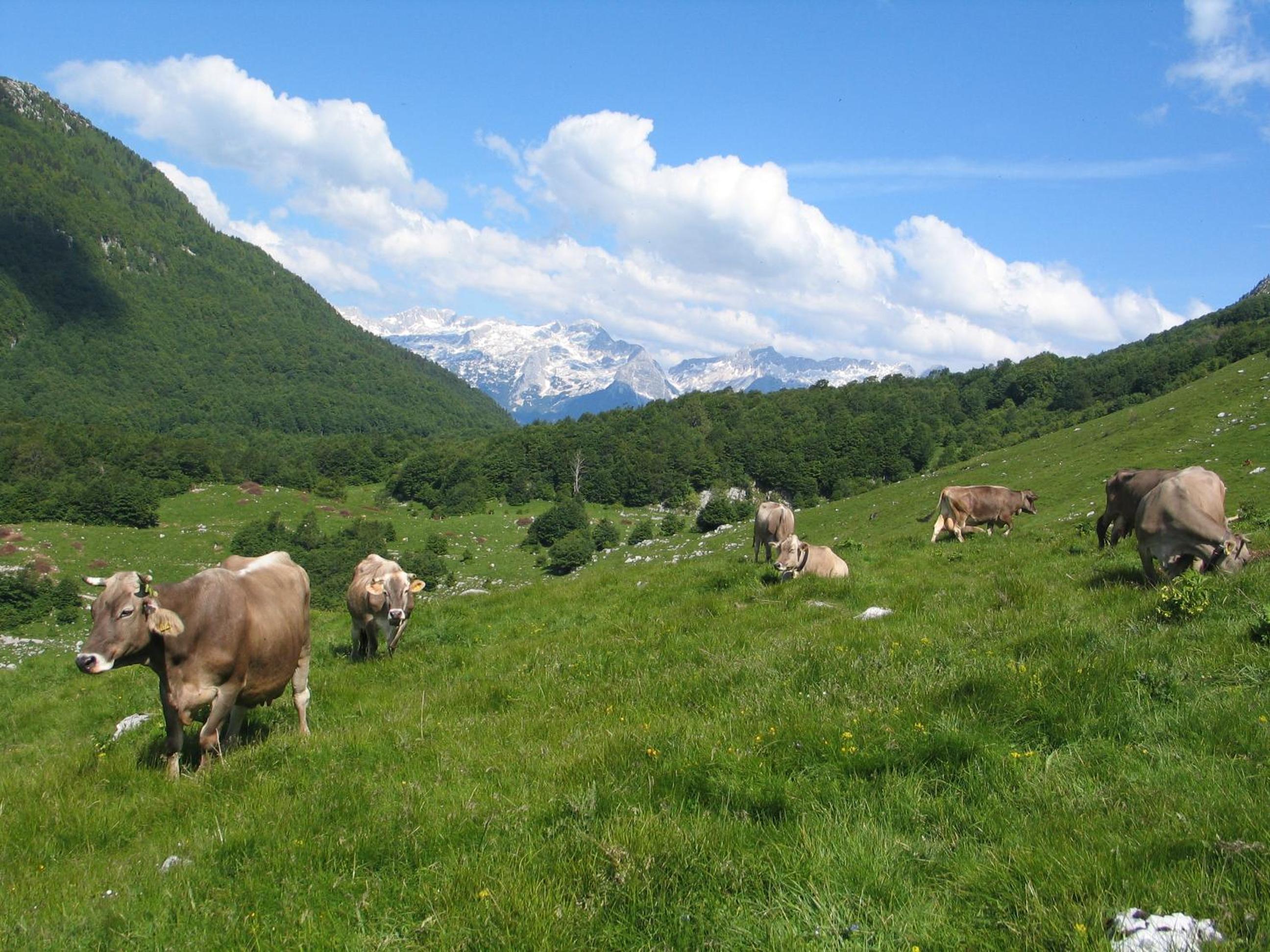 Tourist Farm Žvanč view 4