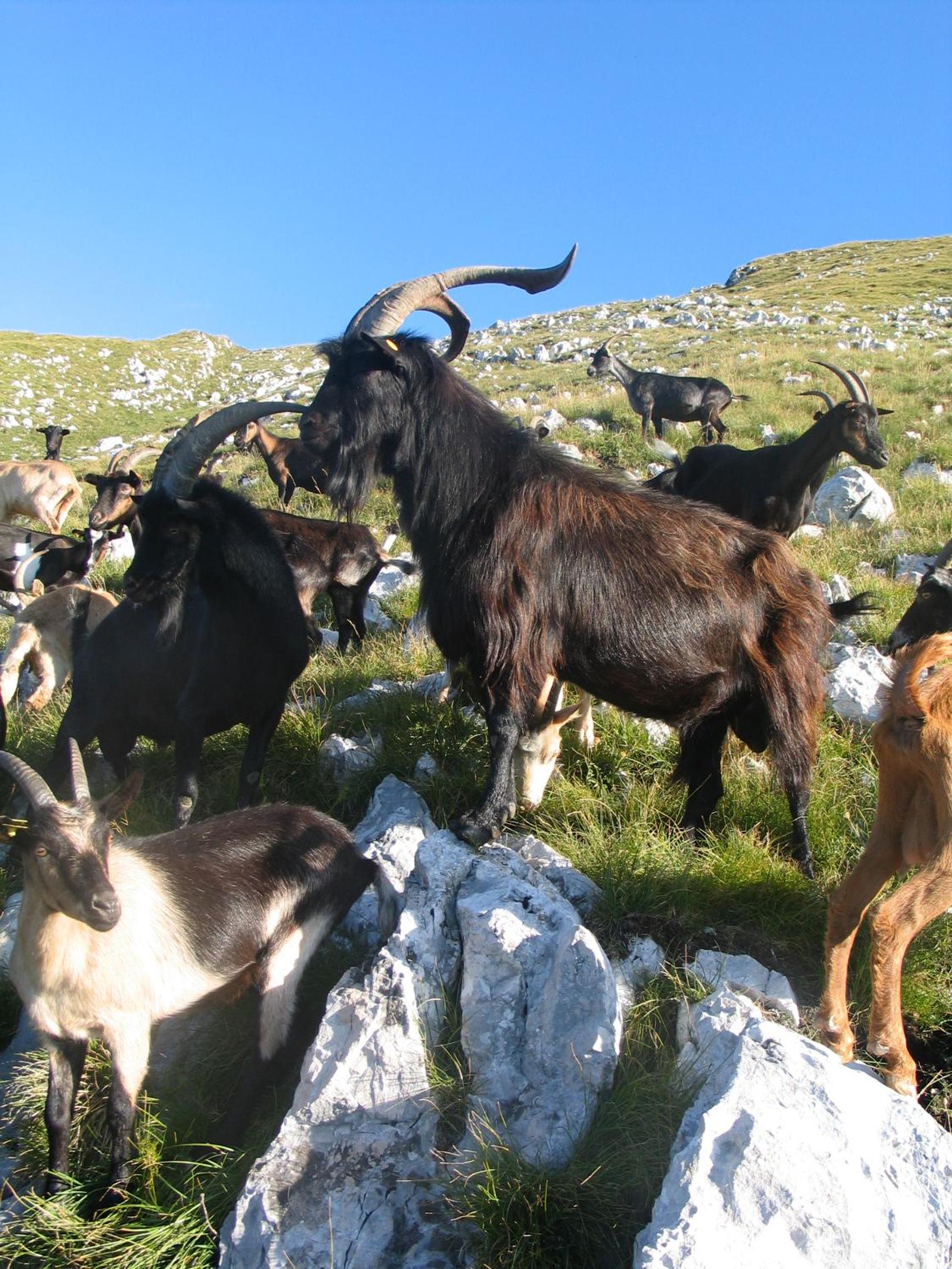 Tourist Farm Žvanč view 5