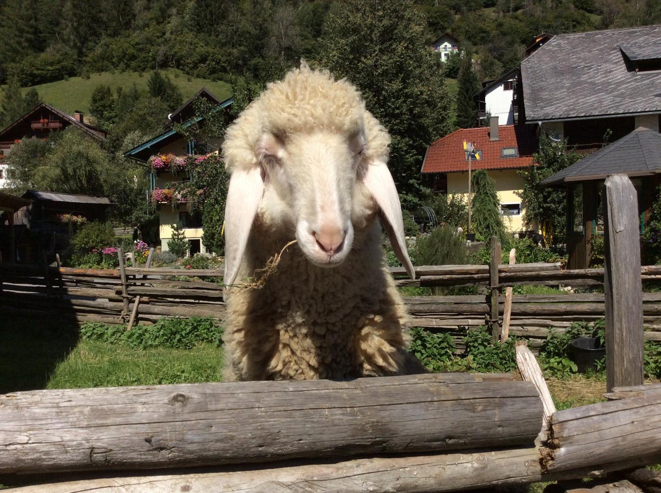 Moosbauerhof