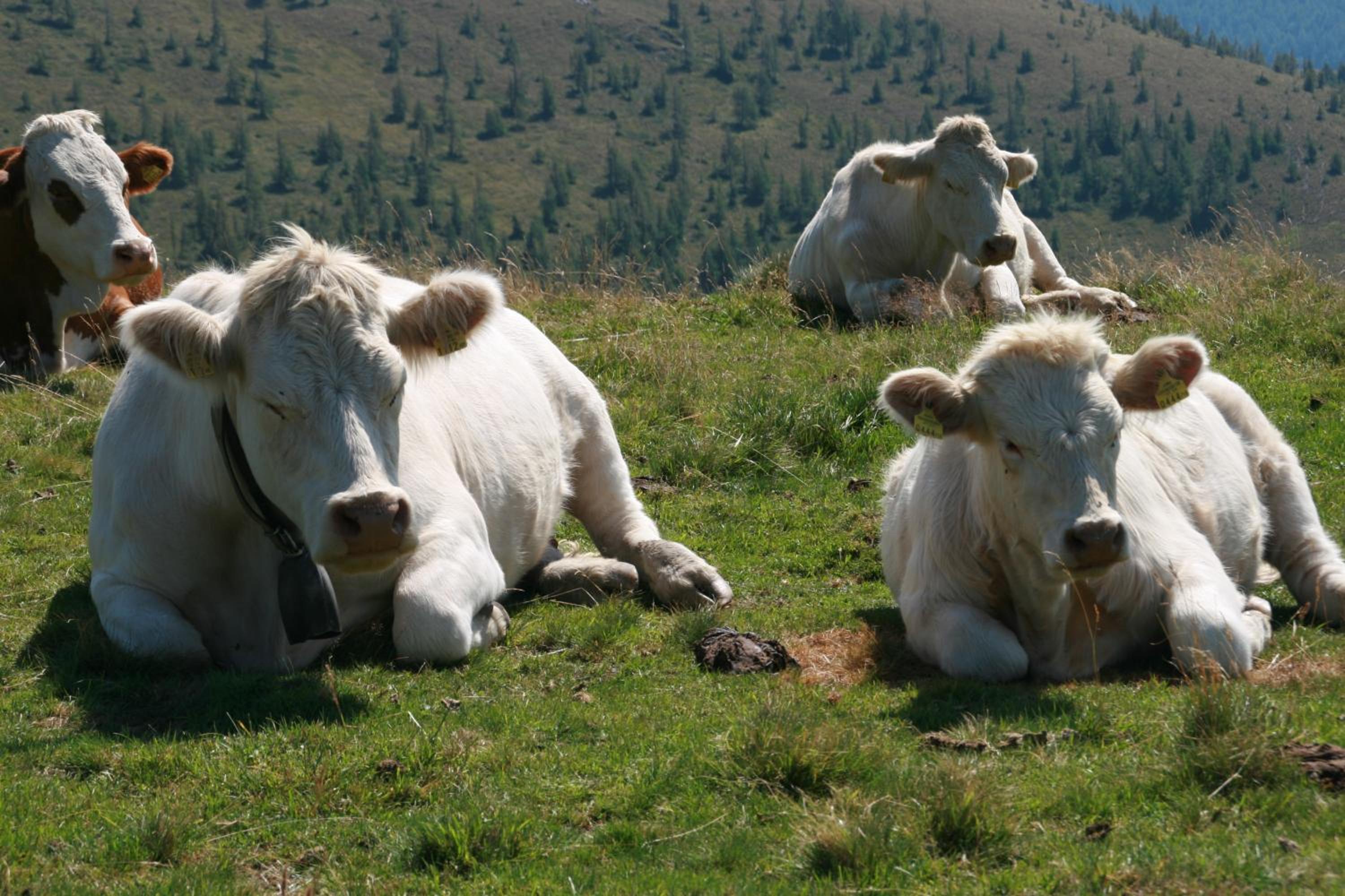 Moosbauerhof