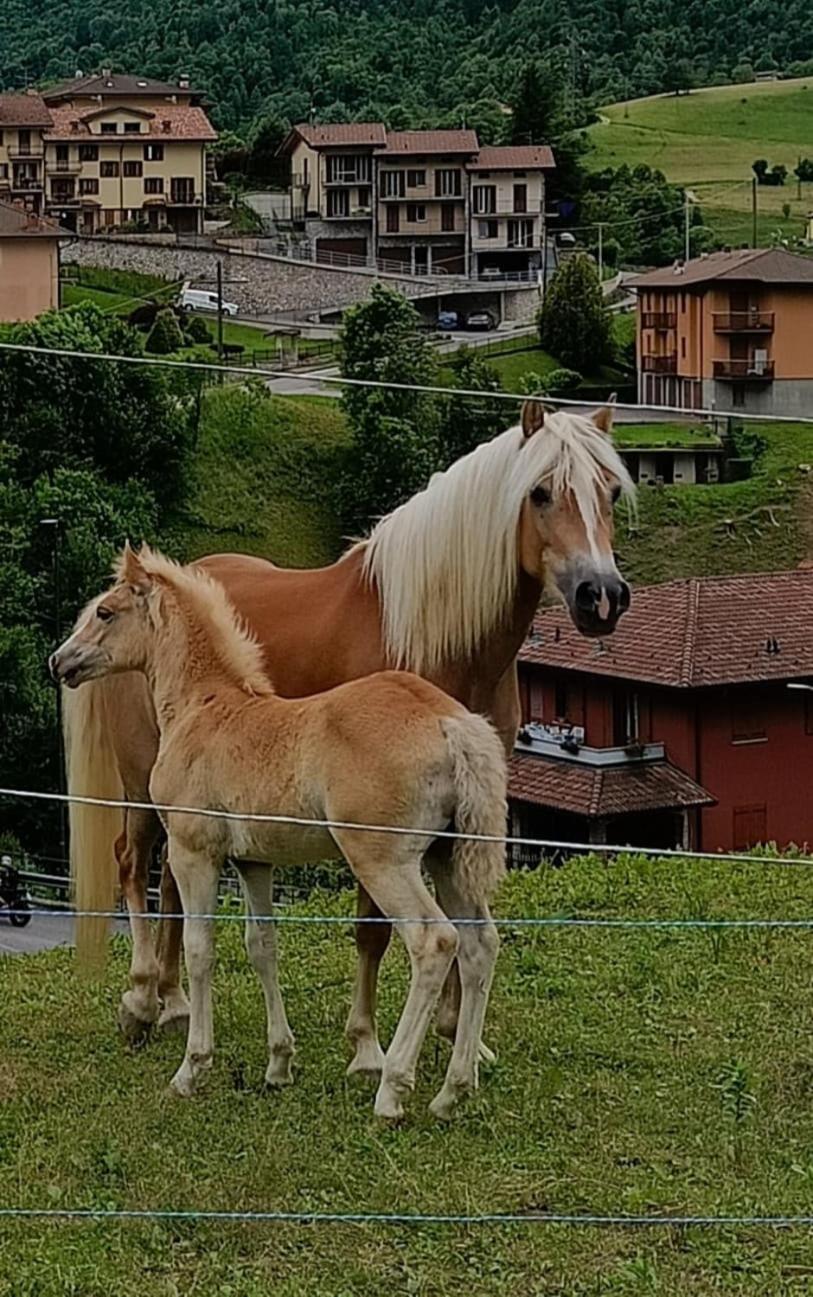 HOST4U - BLONDIE CHALET Prealps Apartment