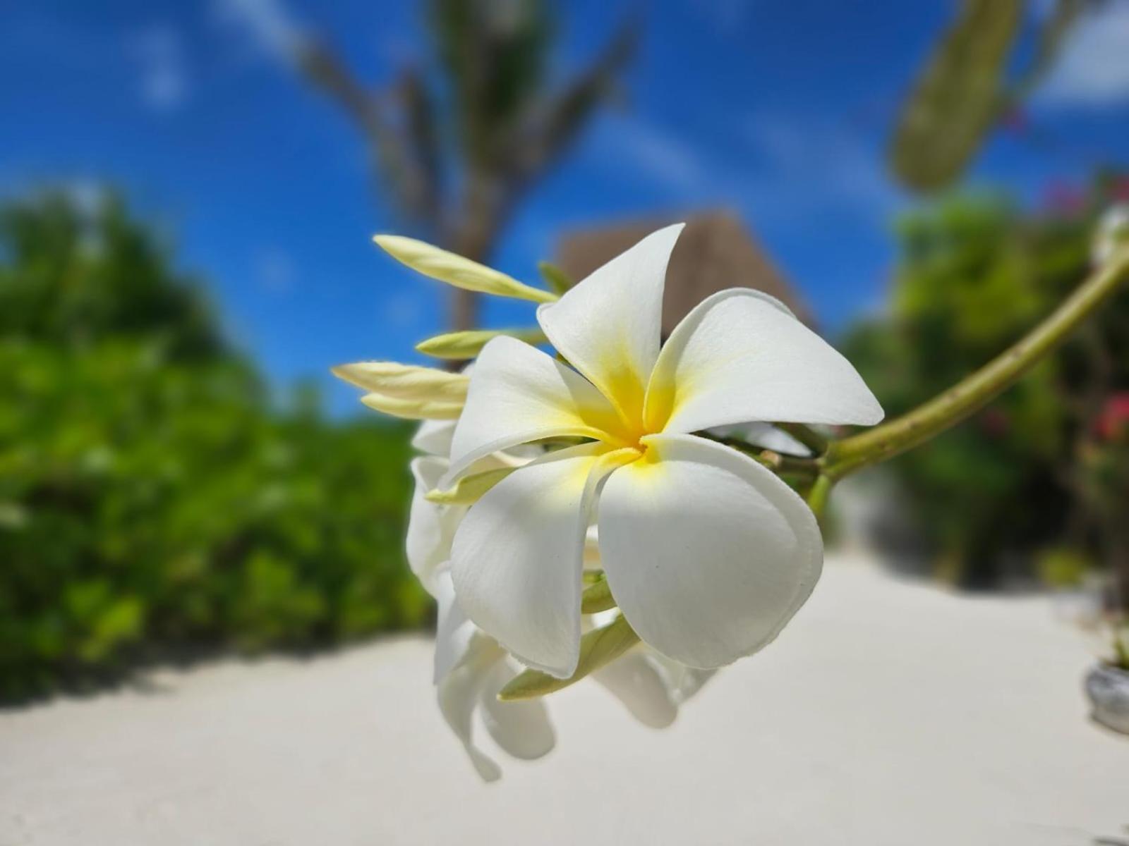 Mbaliparadise
