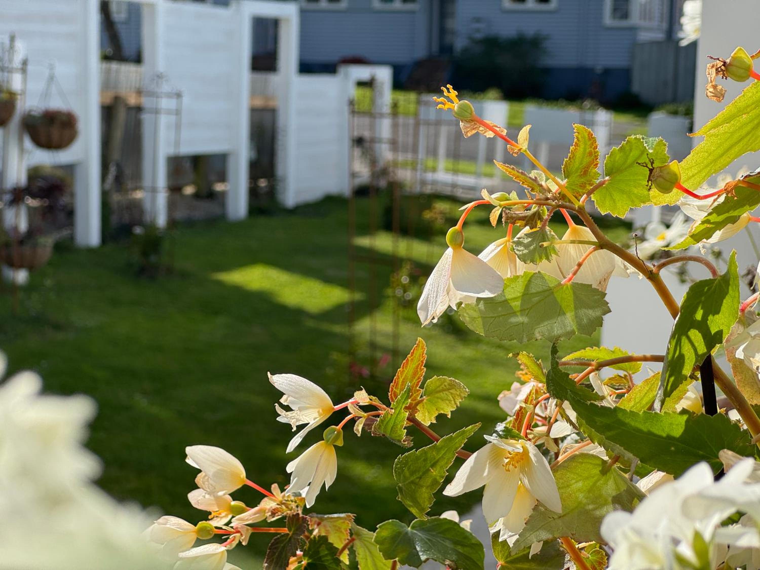 White Oasis