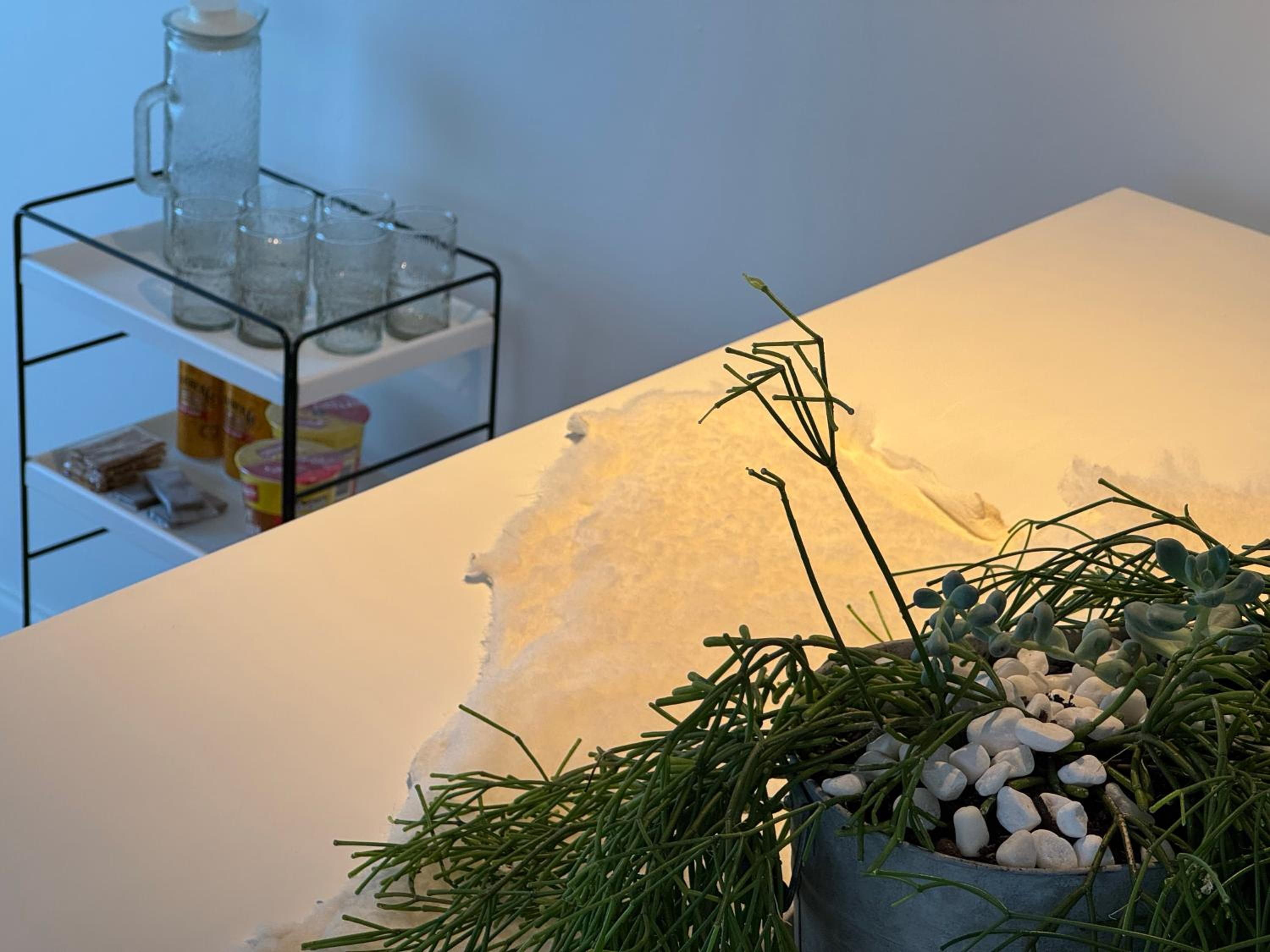 White Oasis
