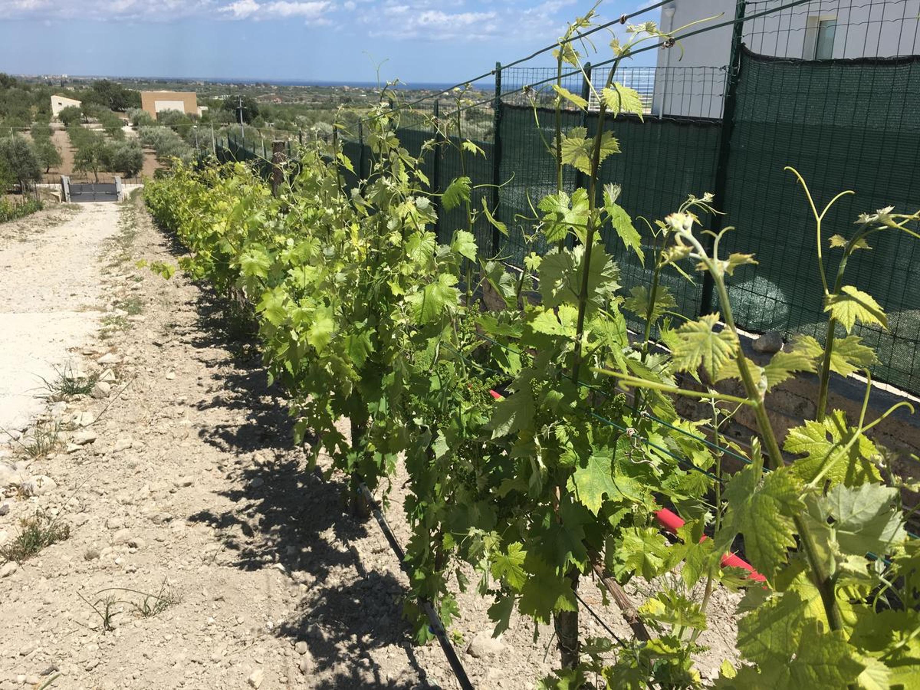 Agriturismoeloropizzuta