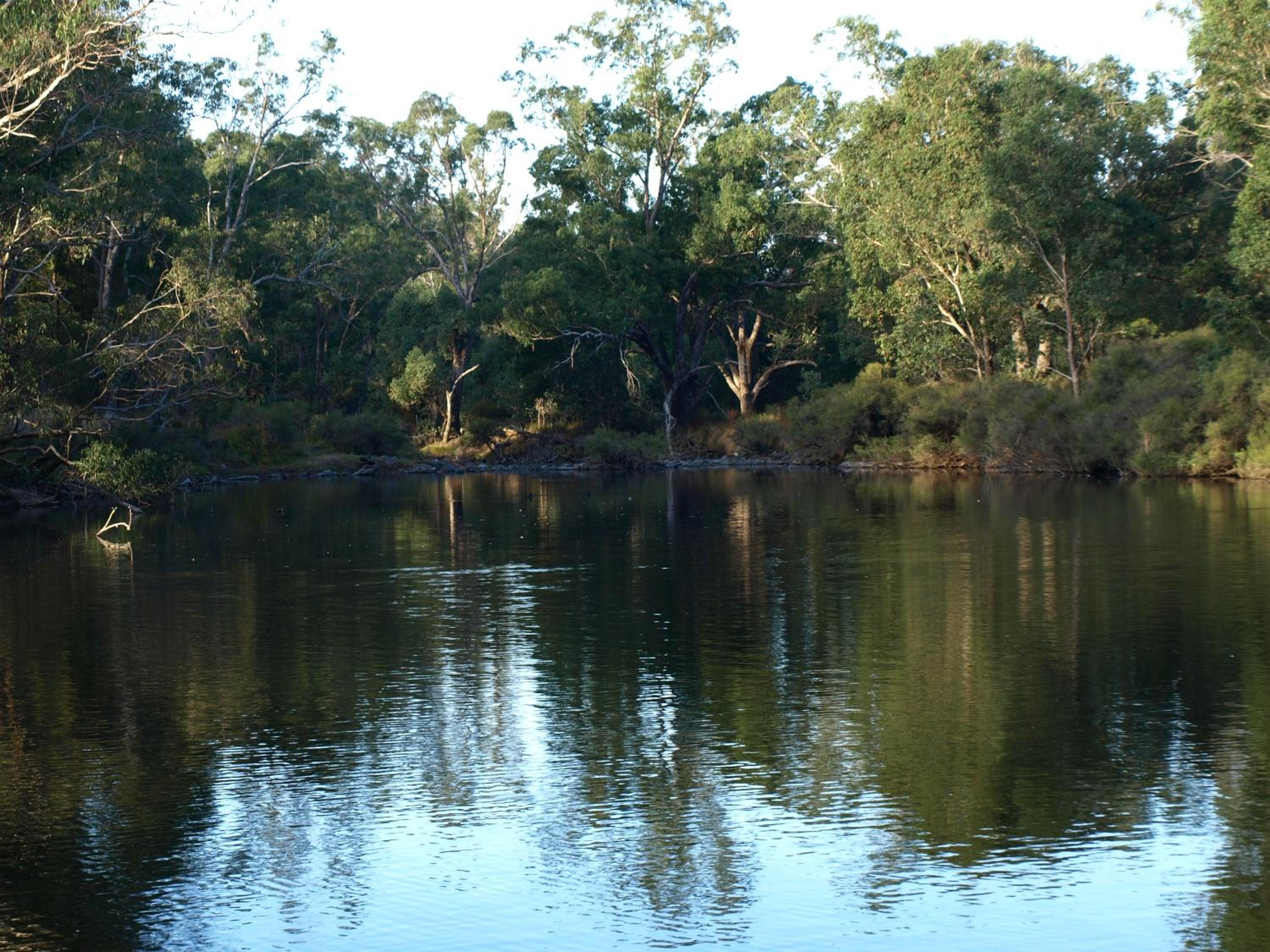 Rickaty on Blackwood