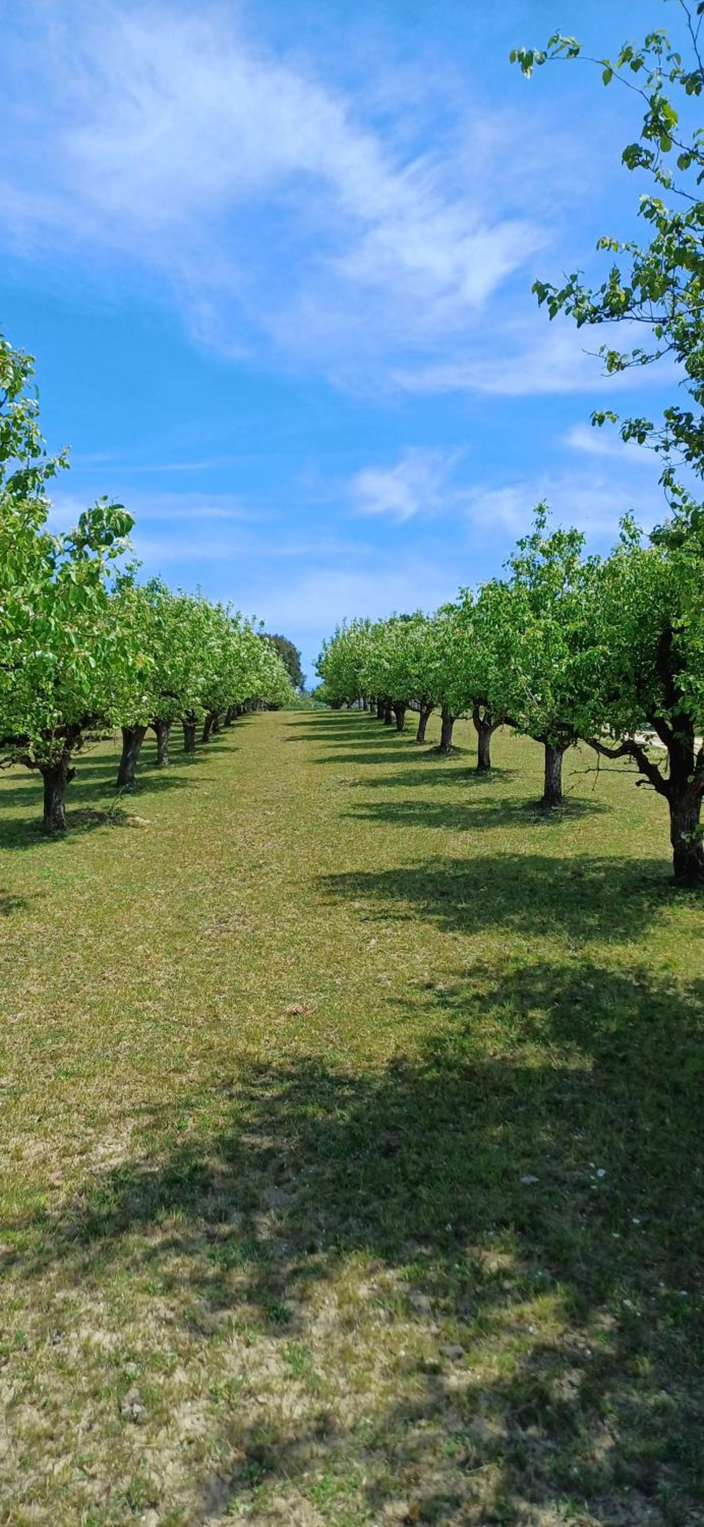Quinta da pêra rocha