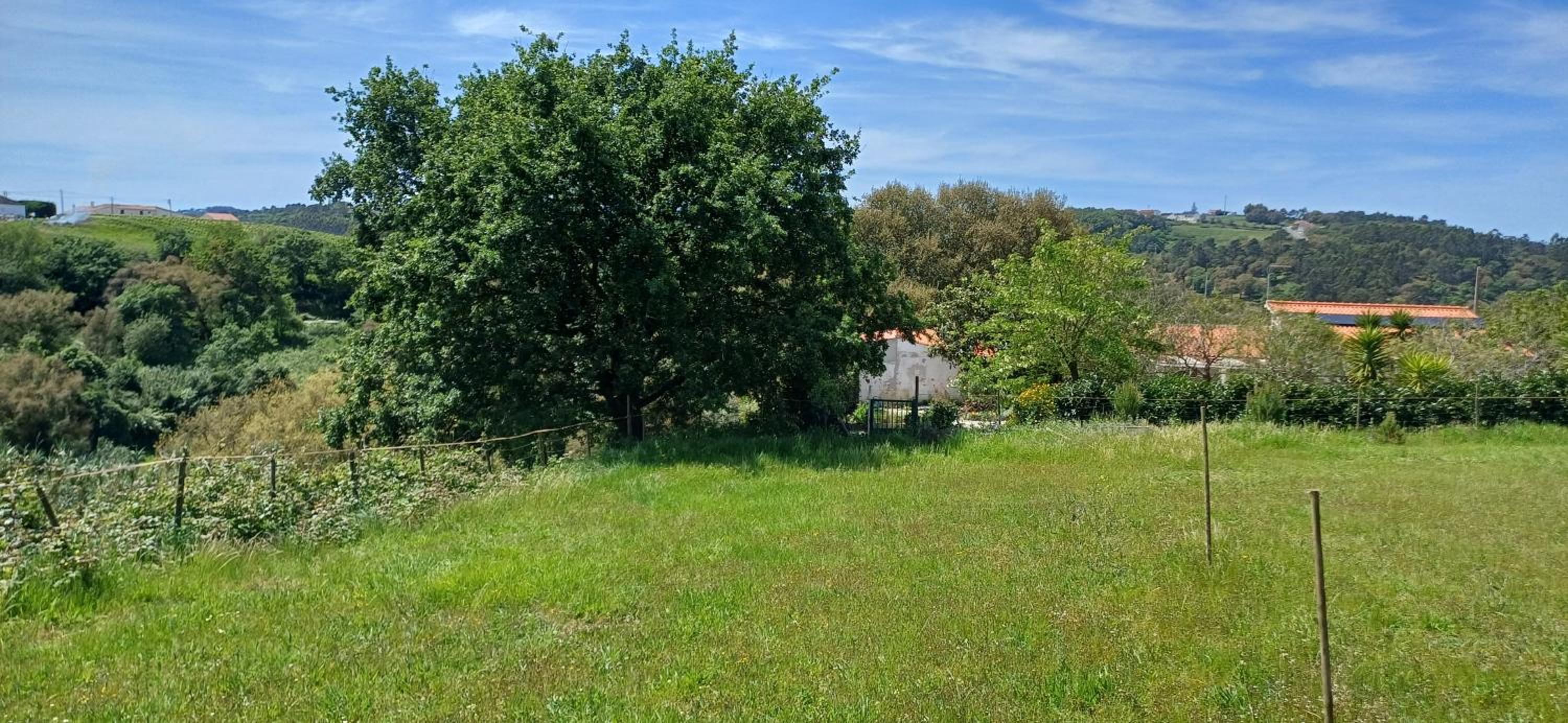 Quinta da pêra rocha