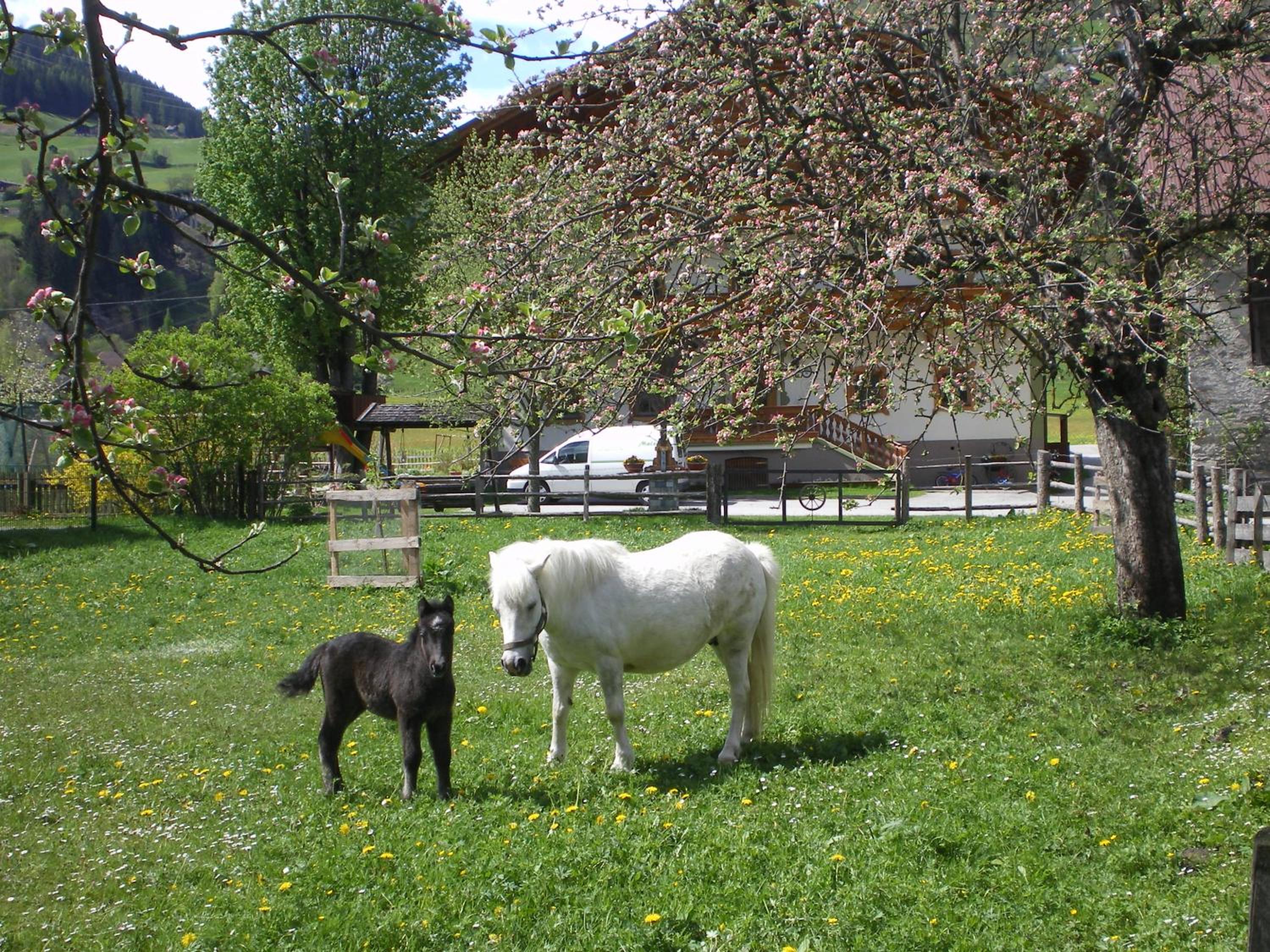 Stubnerbauer
