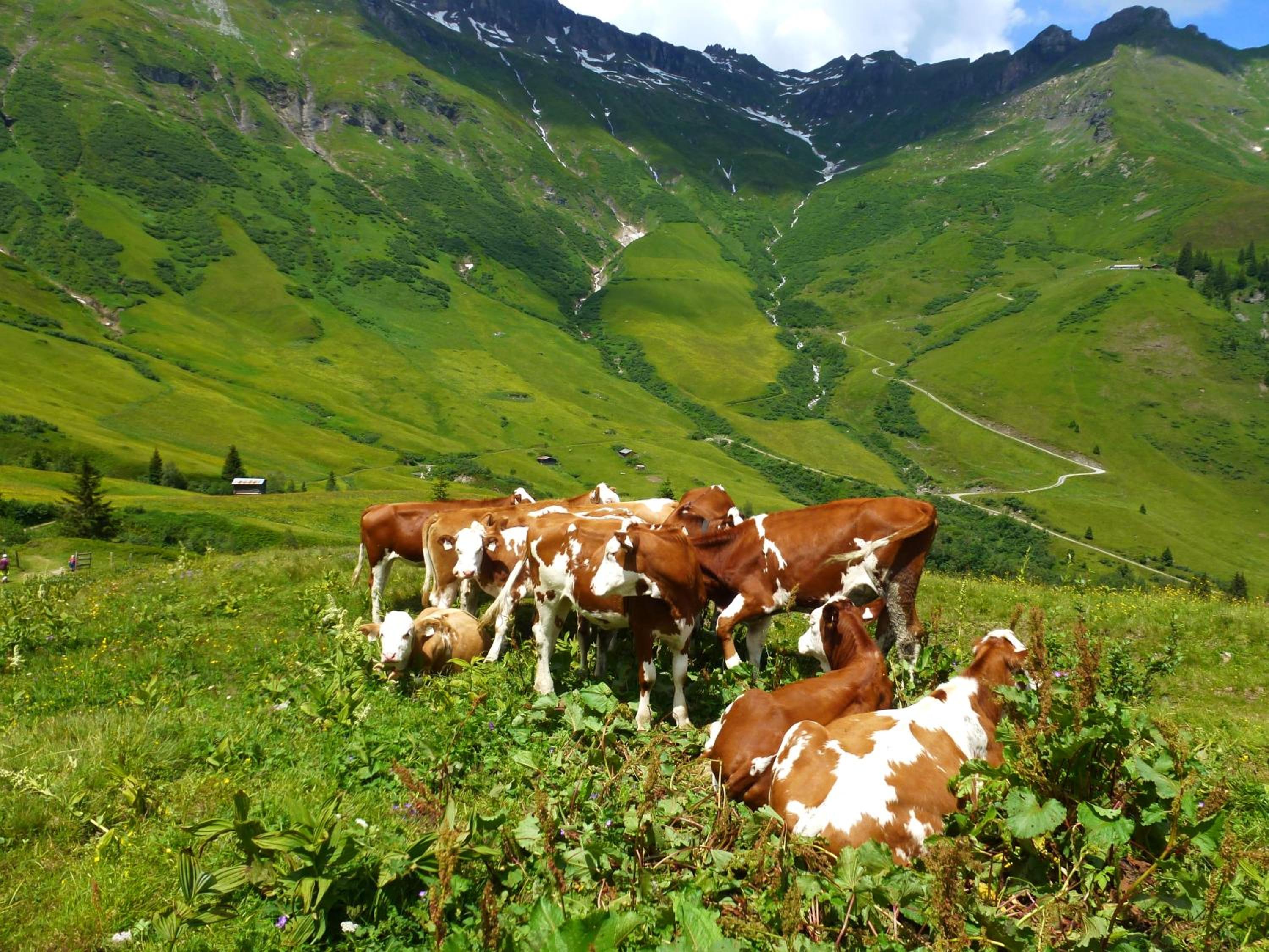 Stubnerbauer