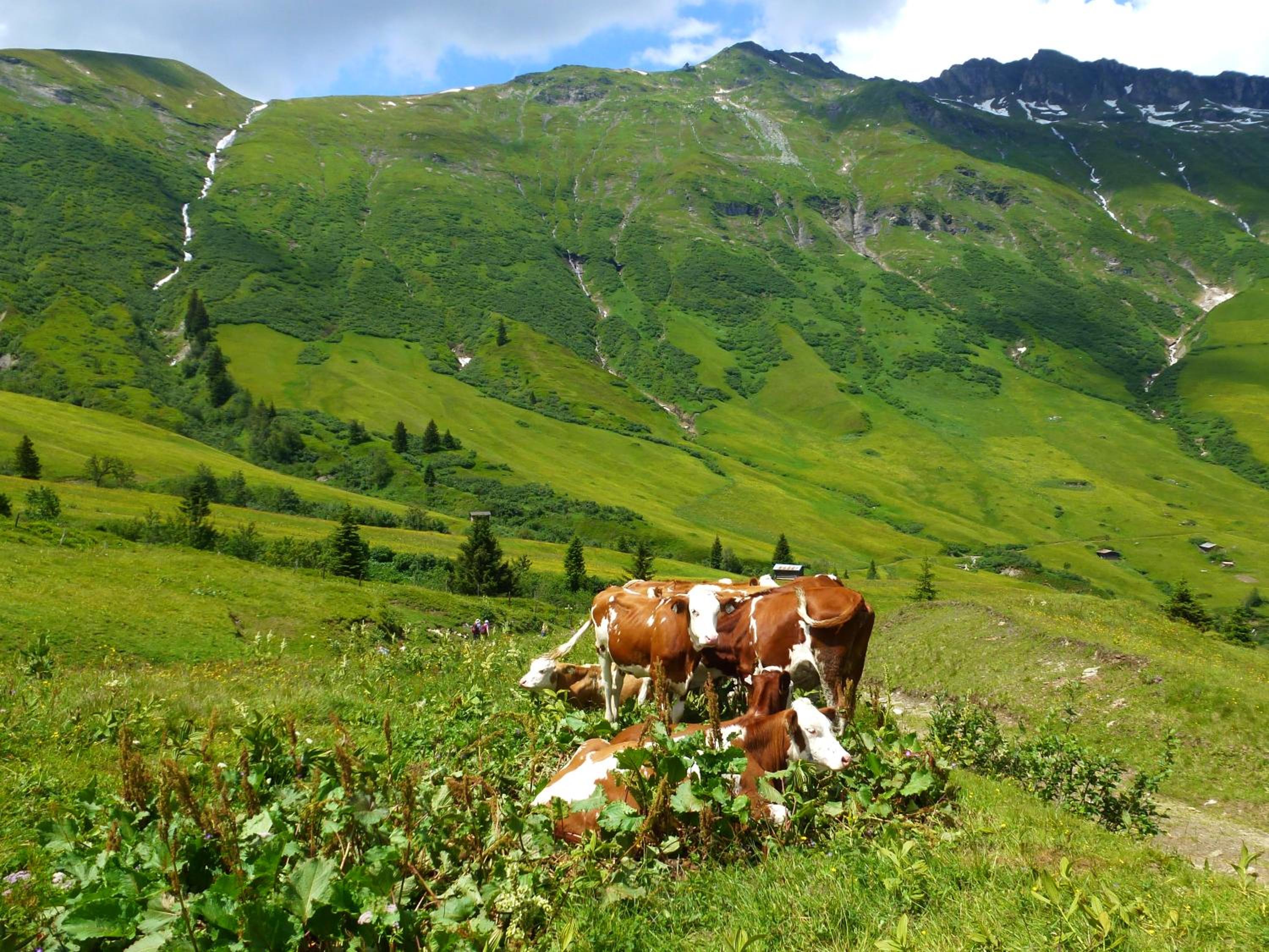 Stubnerbauer