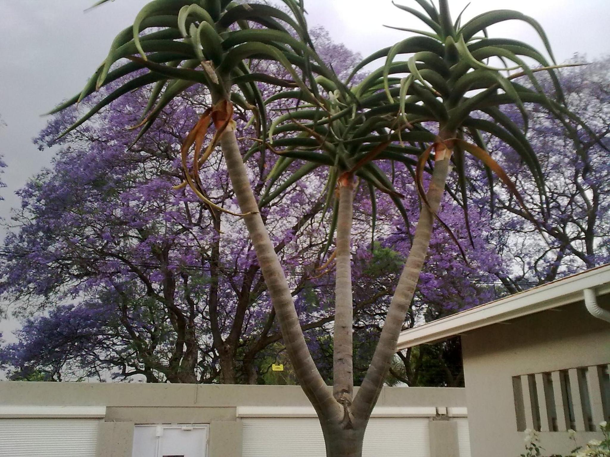 Rosebank Lodge Guesthouse by Claires