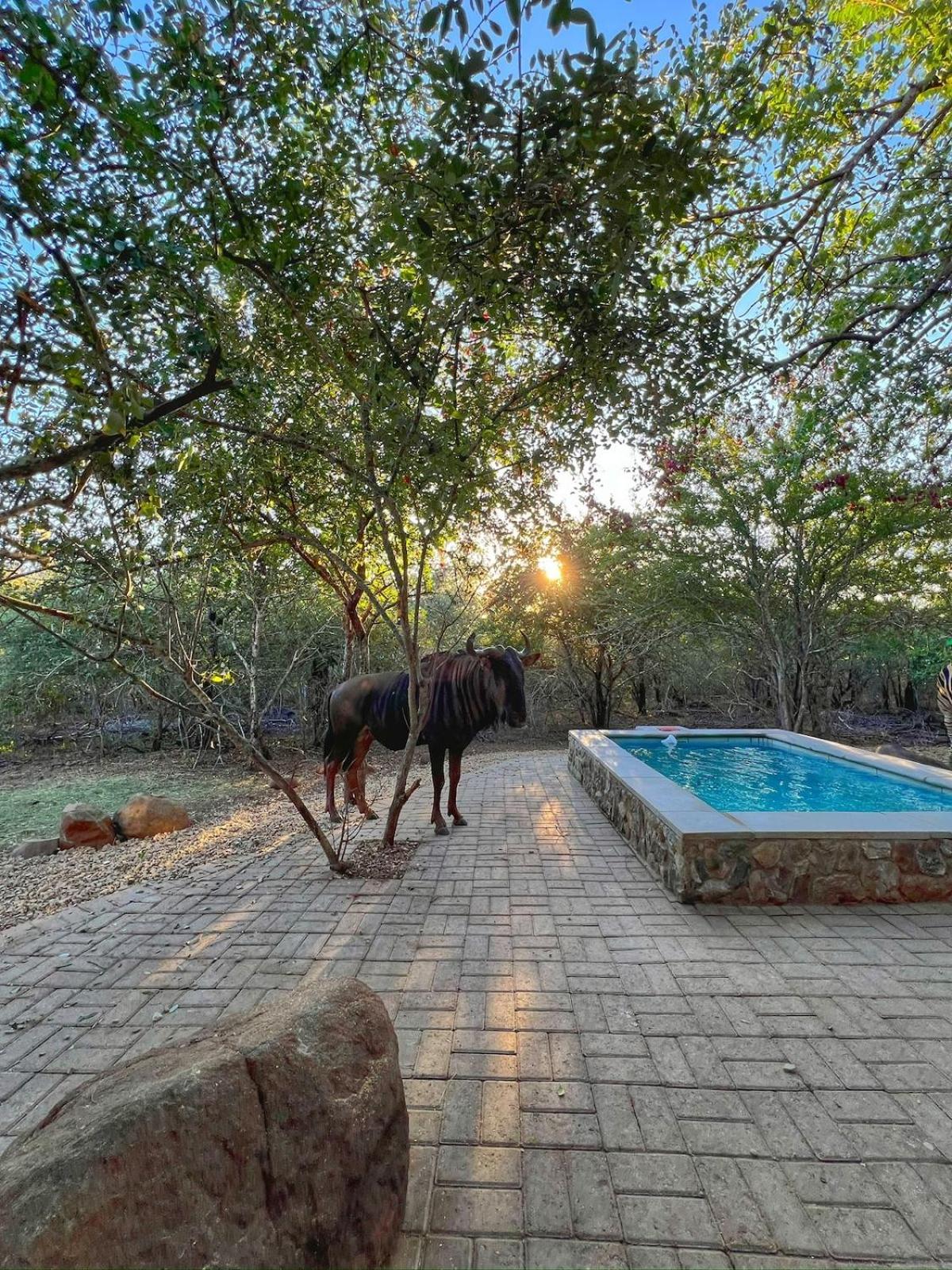 The Bush House Kruger