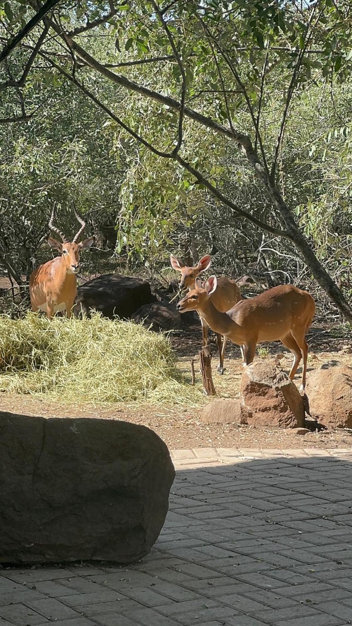 The Bush House Kruger