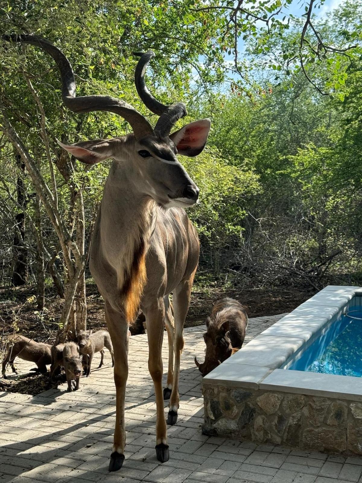 The Bush House Kruger