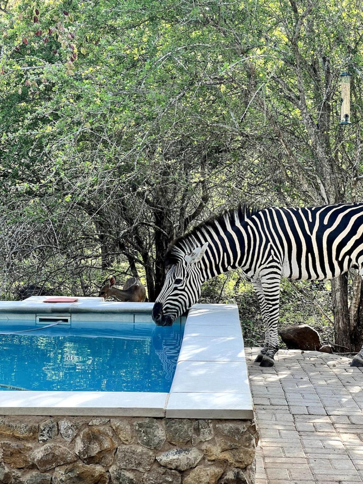 The Bush House Kruger