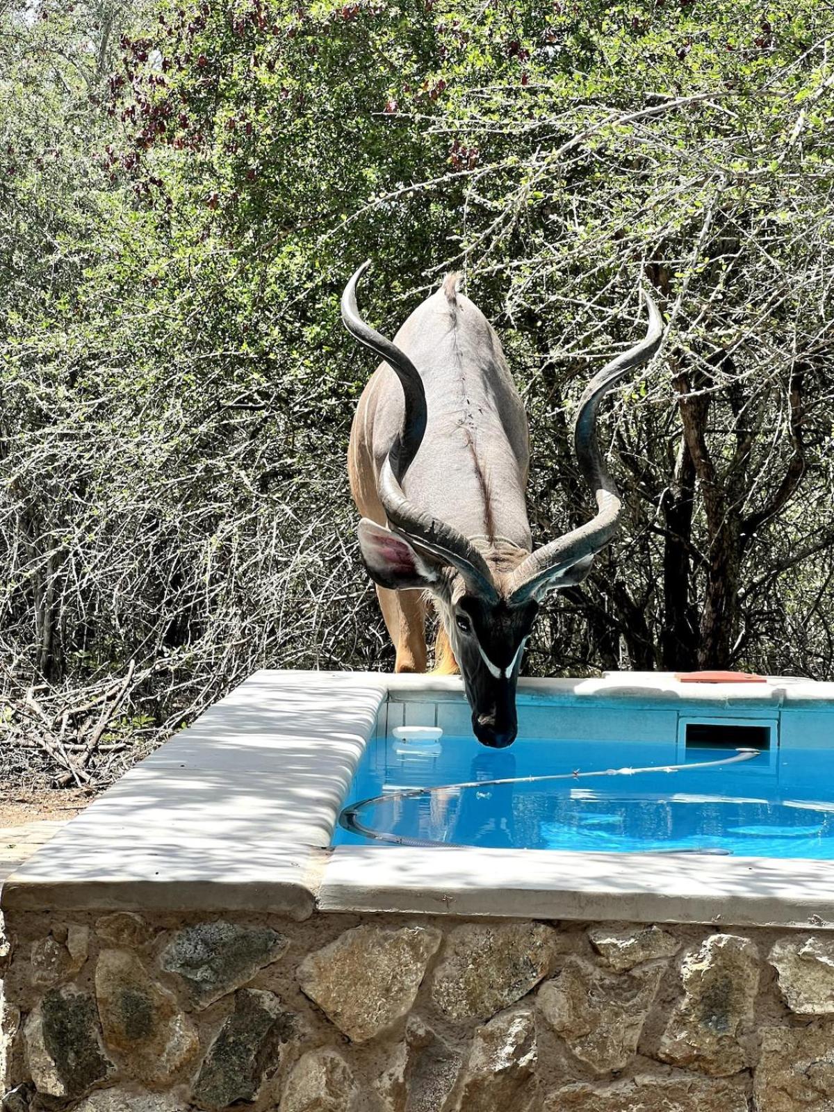 The Bush House Kruger