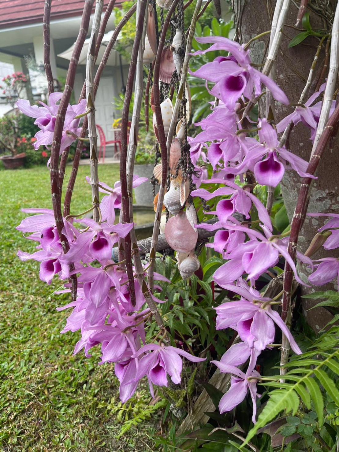 Xian Qing Yu Zhi Homestay, photo 58