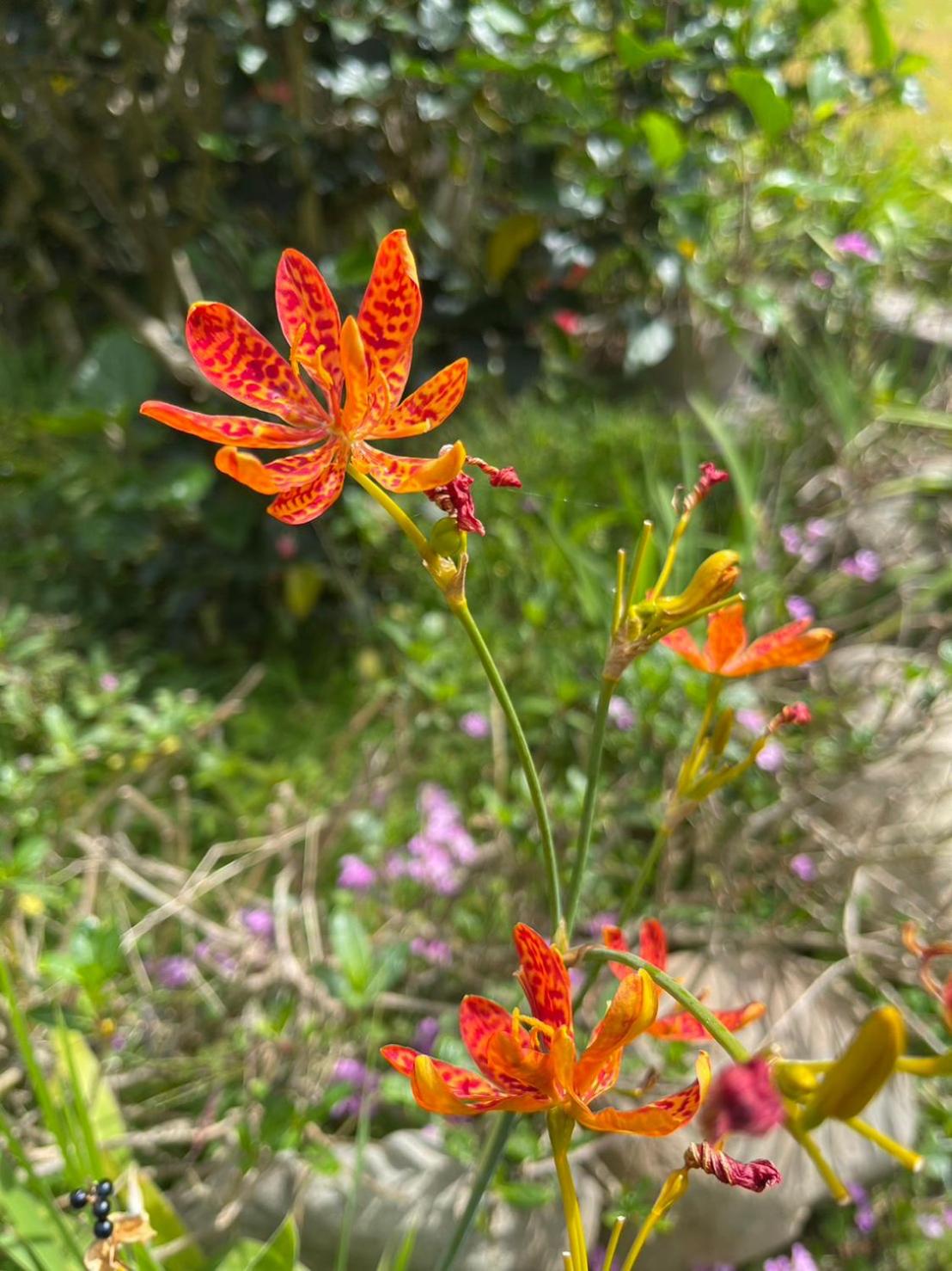 Xian Qing Yu Zhi Homestay, photo 28