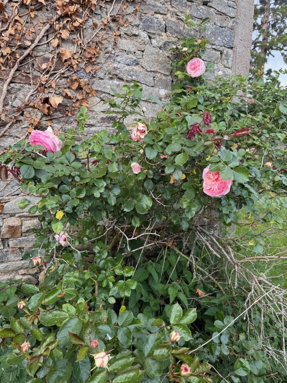 Coin de Paix - Château de Launay