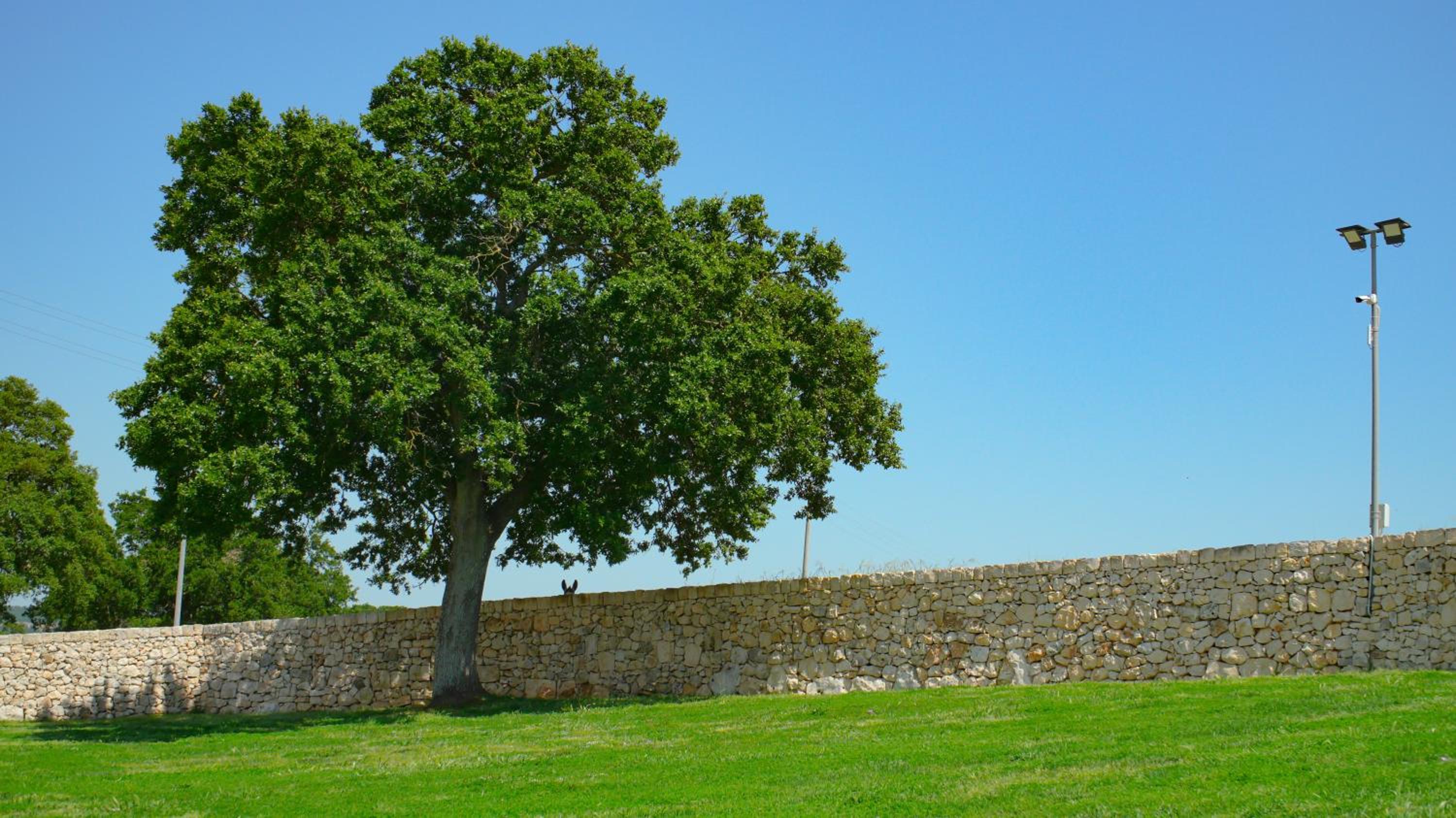 Masseria Surace