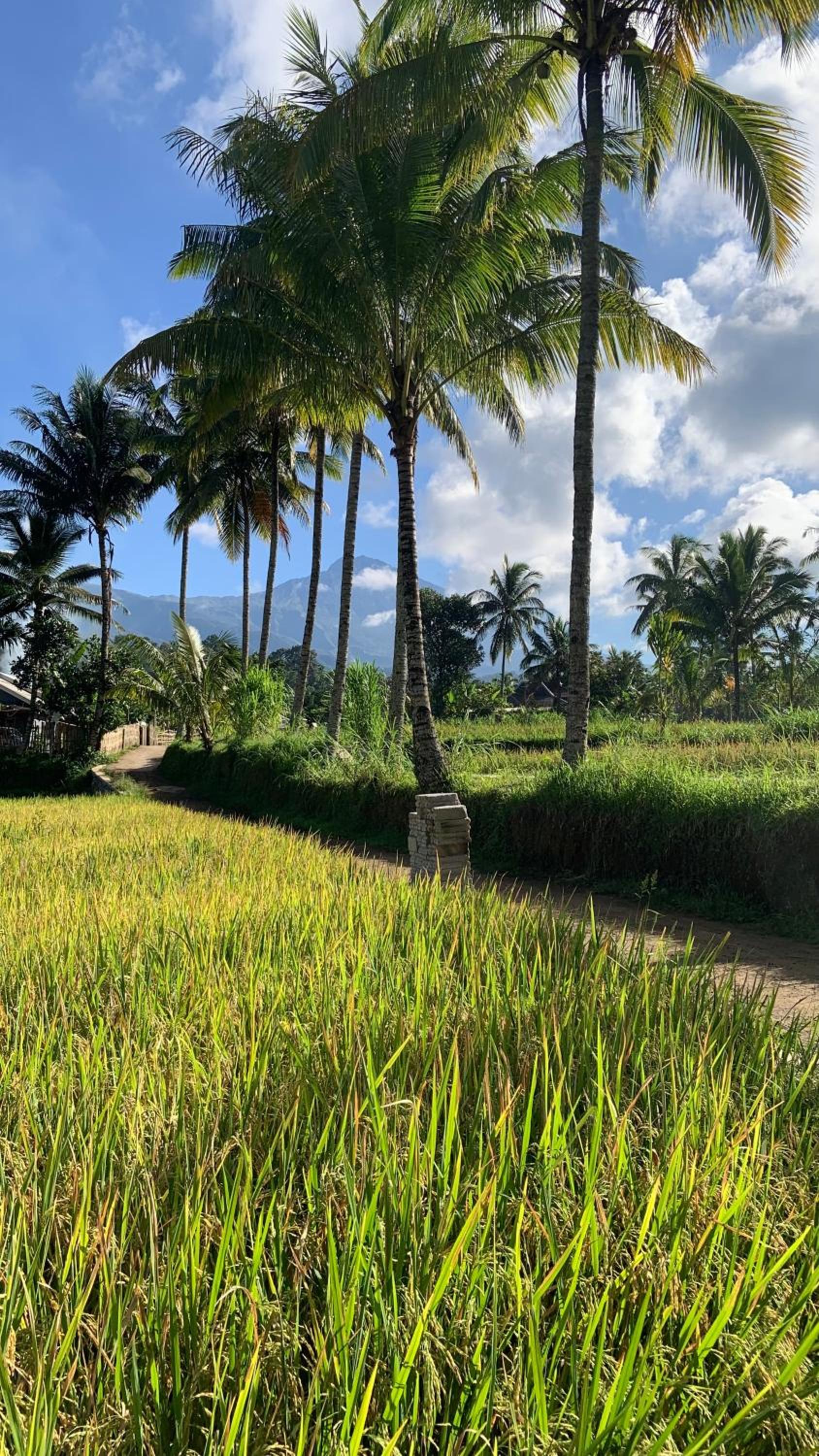 Tetebatu Rice field bliss