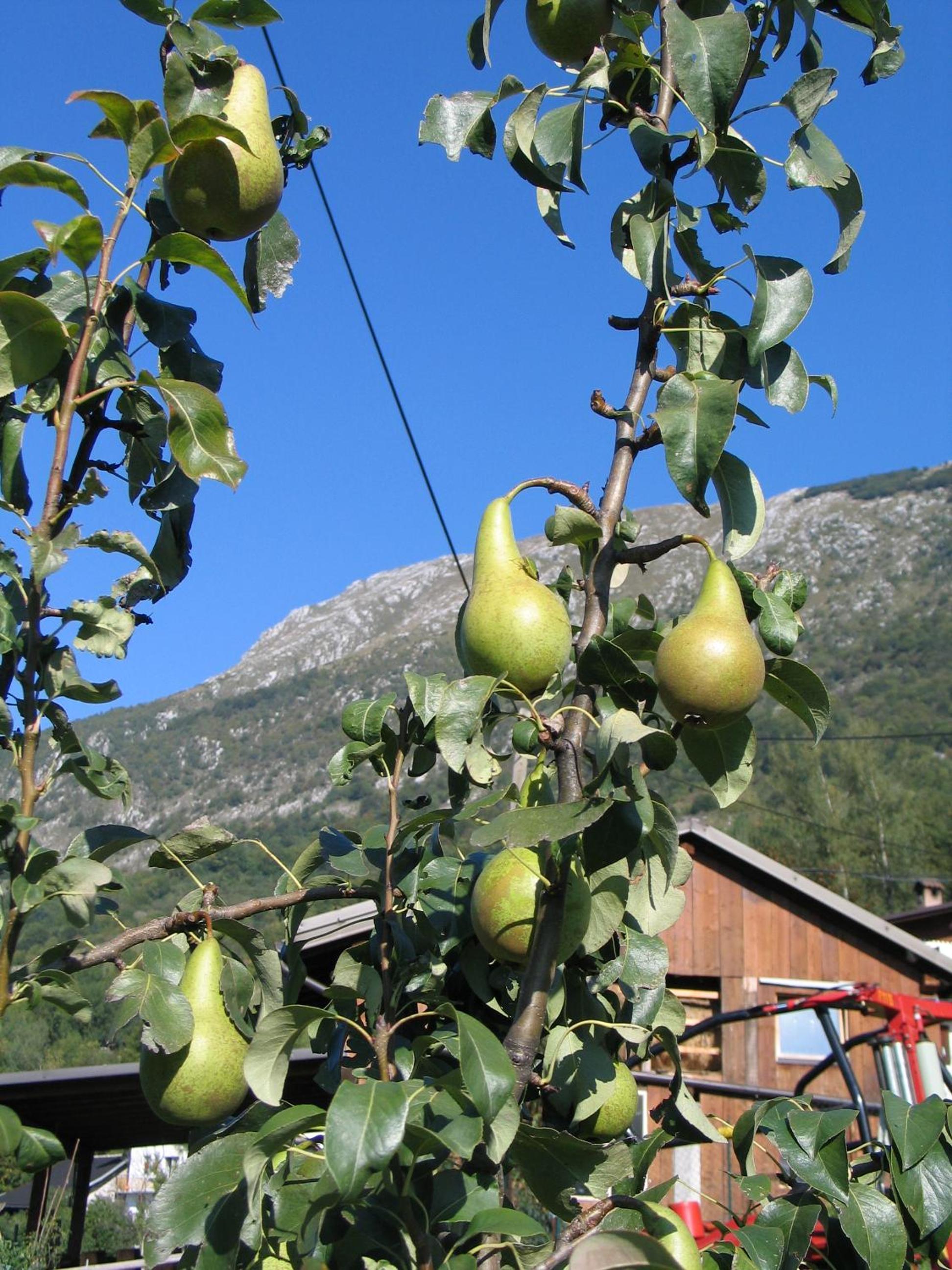 Tourist Farm Žvanč view 3
