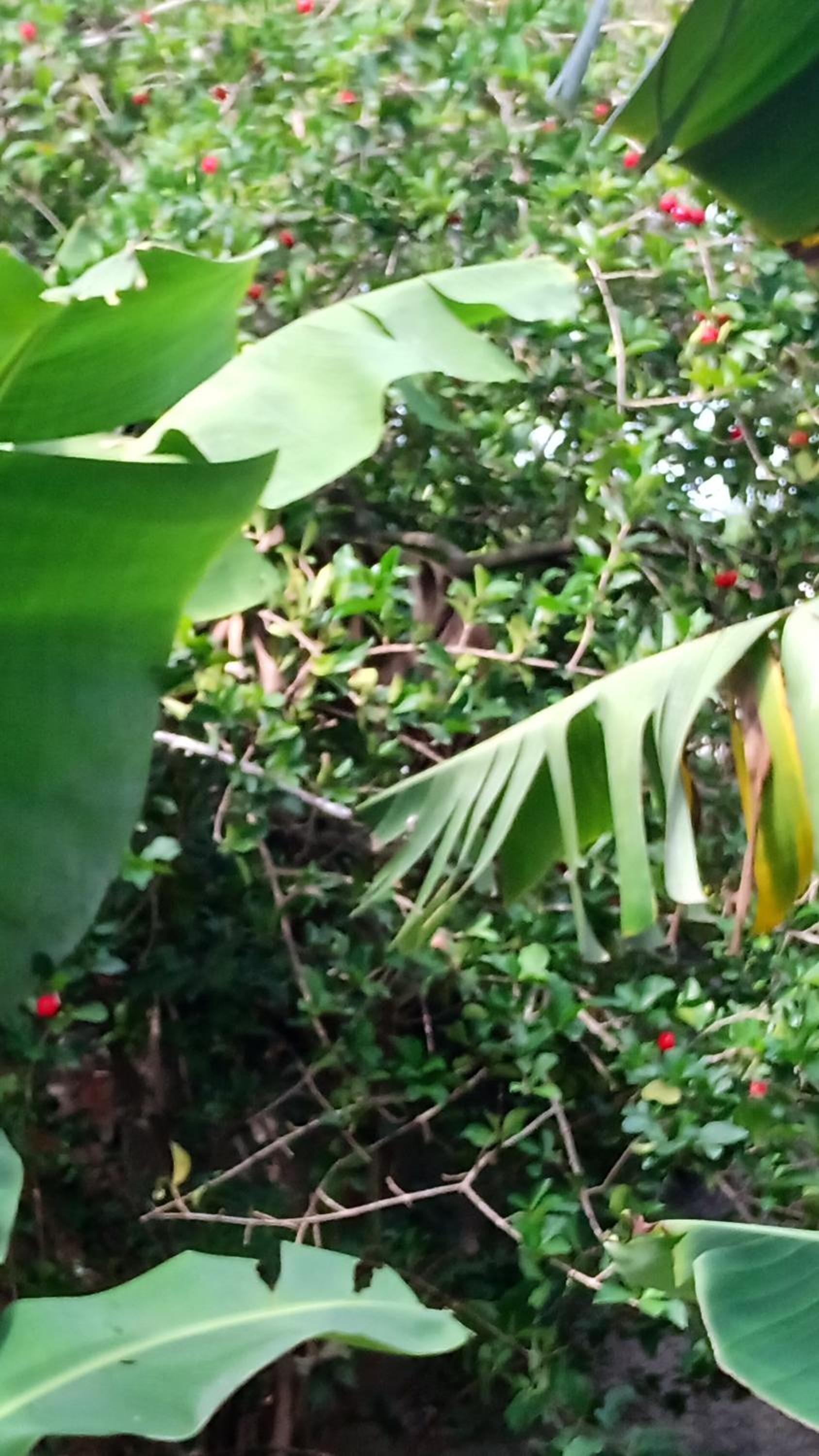 Lugar de descanso e muito verde praia e lagoa Araruama